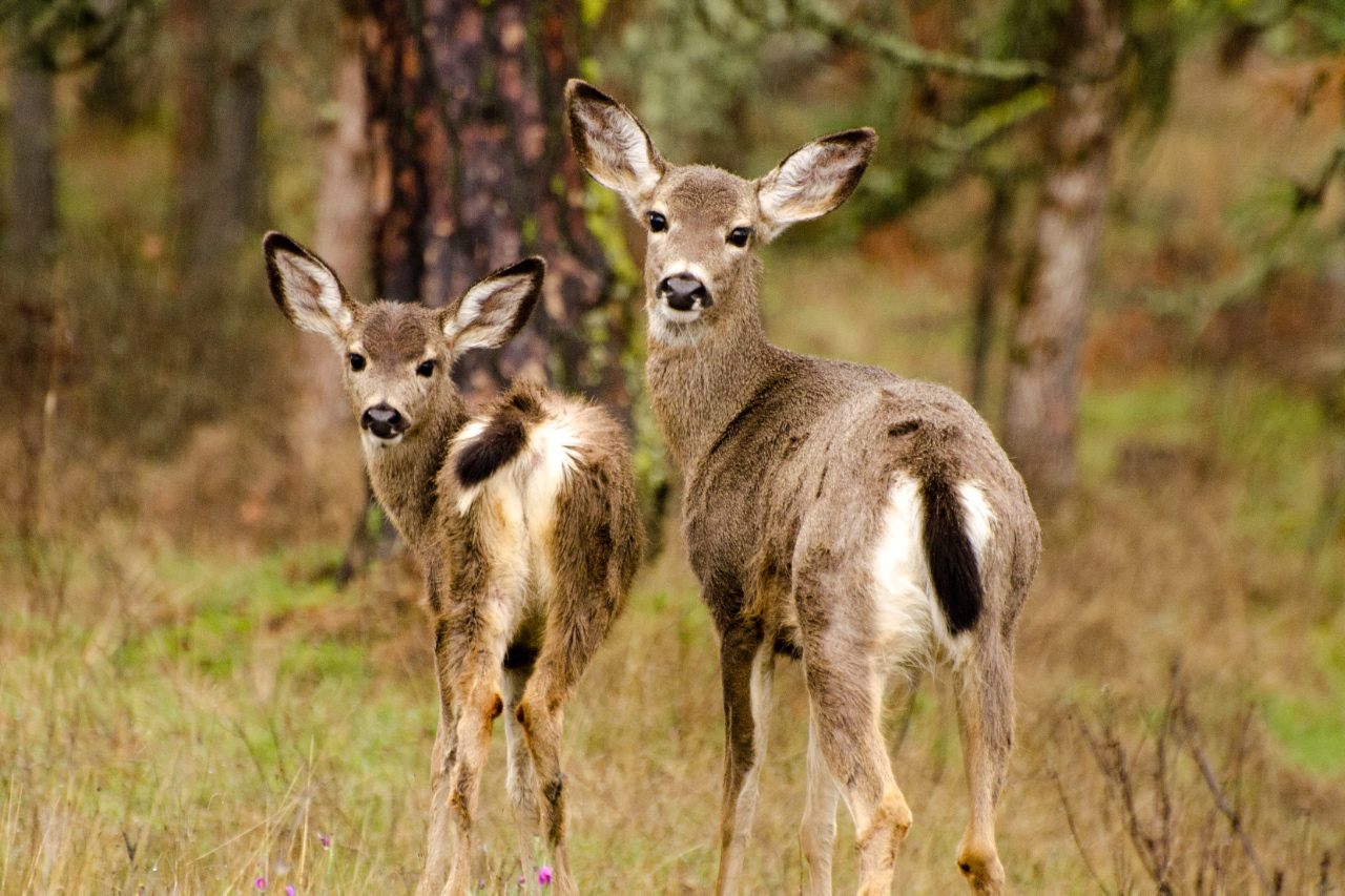 Photographing Blacktail Deer in the Columbia River Gorge