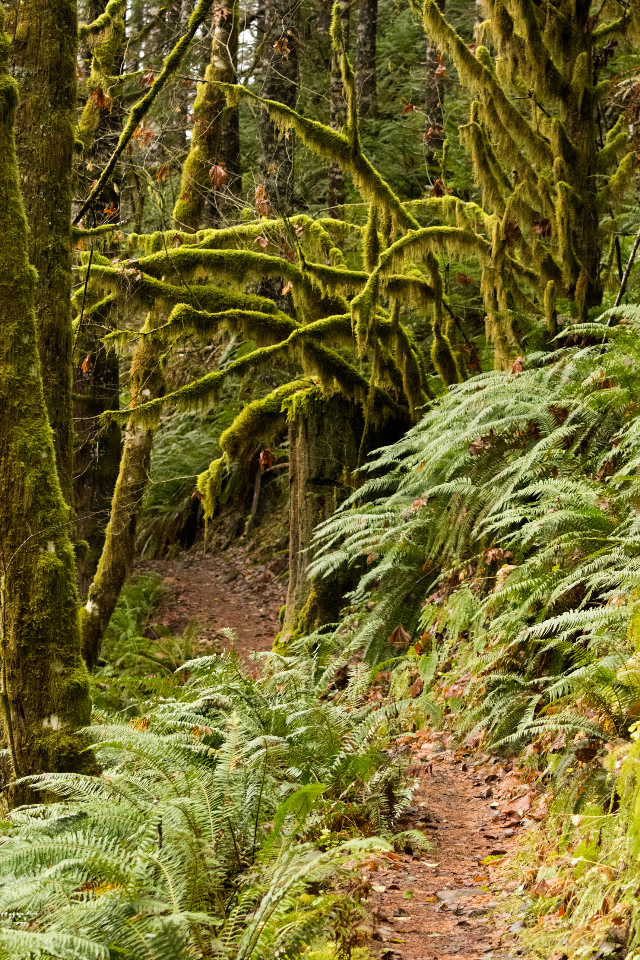 A Long Hike through the Rain Forest to the Crest of the Oregon Coastal Mountains