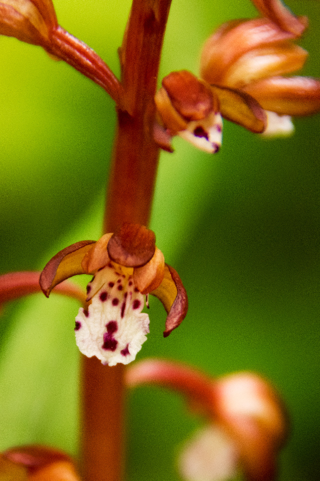 Coral Root Orchids in the Coastal Mountains