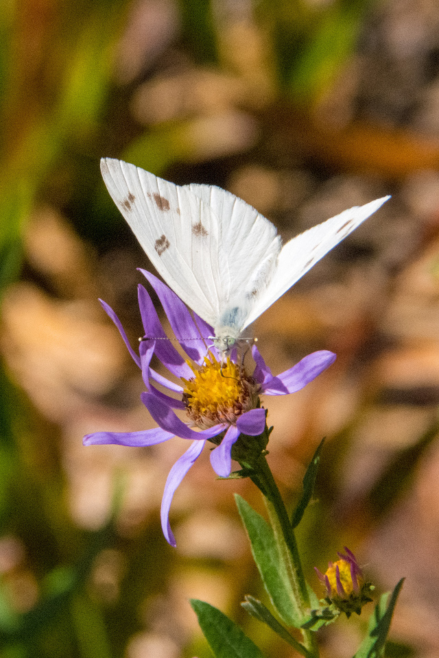 Hoorah! First Recorded Sighting of a Checkered White in Hood River County and a Golden-mantled too