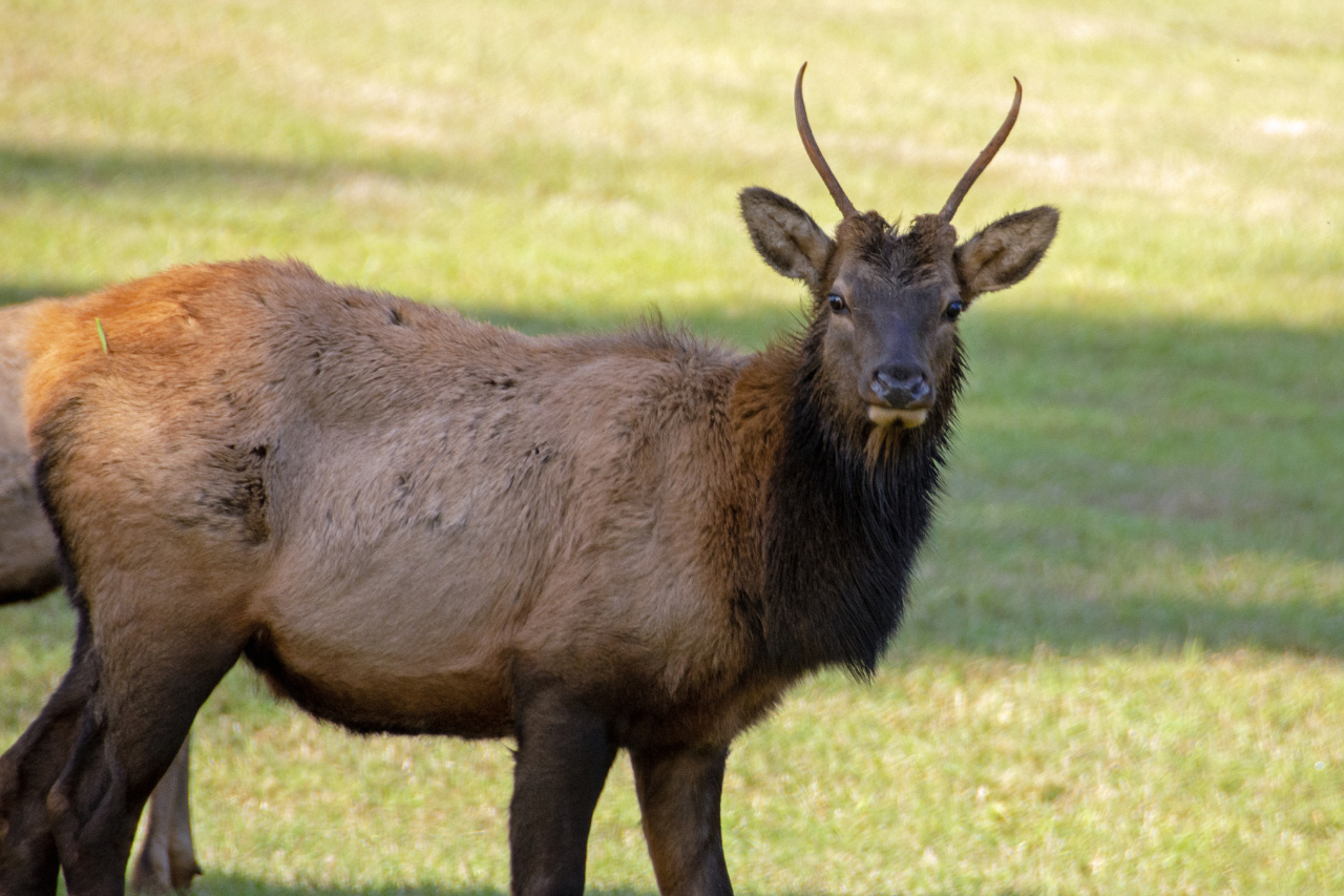 Roosevelt Elk in the Coastal Mountains