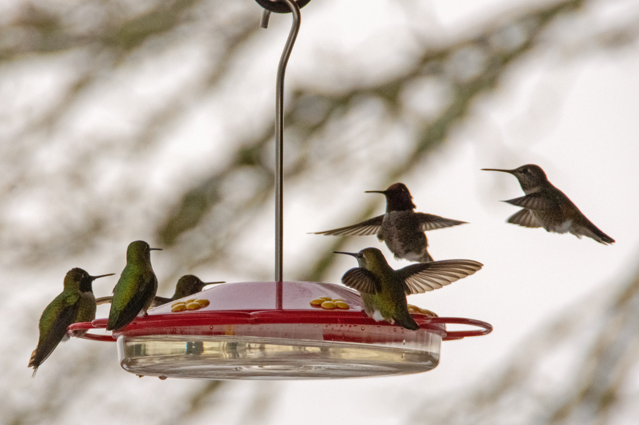 Anna Hummingbirds Wintering in the PNW