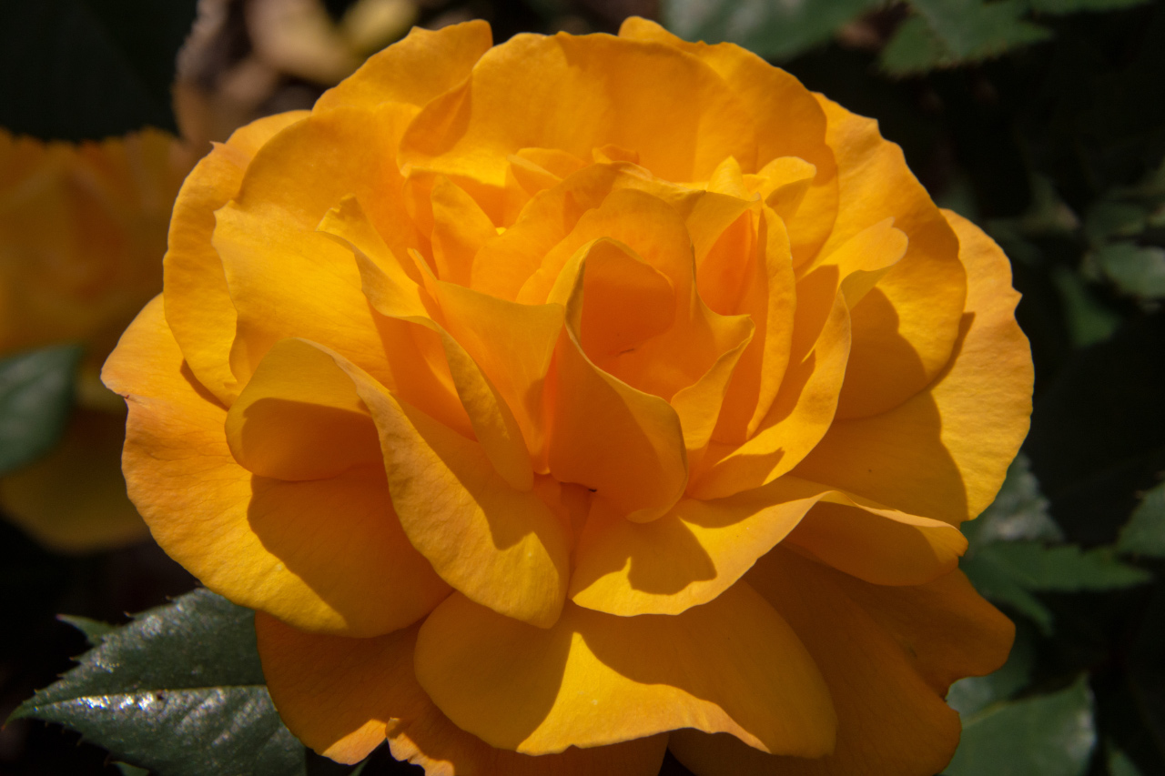 Portland’s International Rose Garden at its Peak – Part II