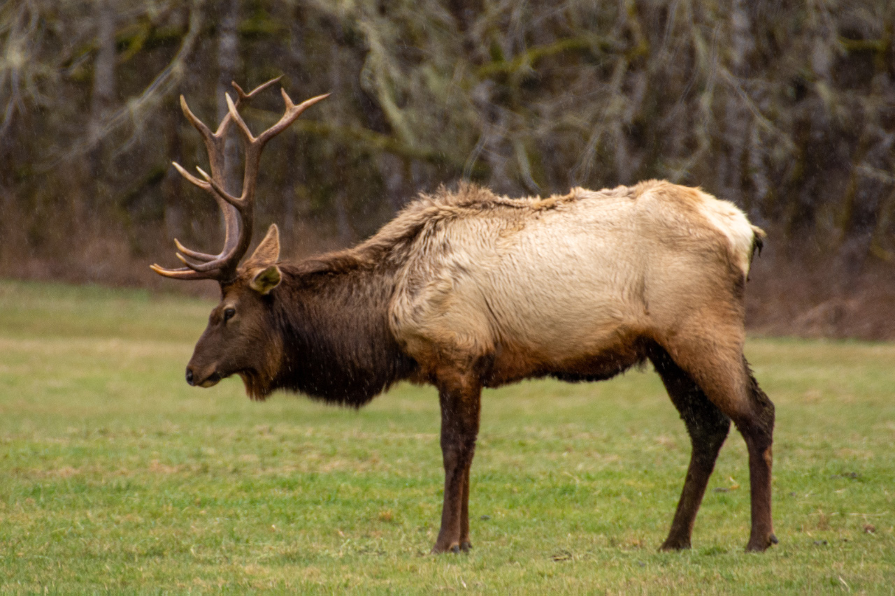 Roosevelt Elk in Their Prime