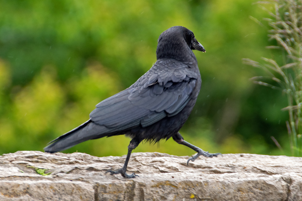 A Songbird a Singin’ and a Crow a Struttin’