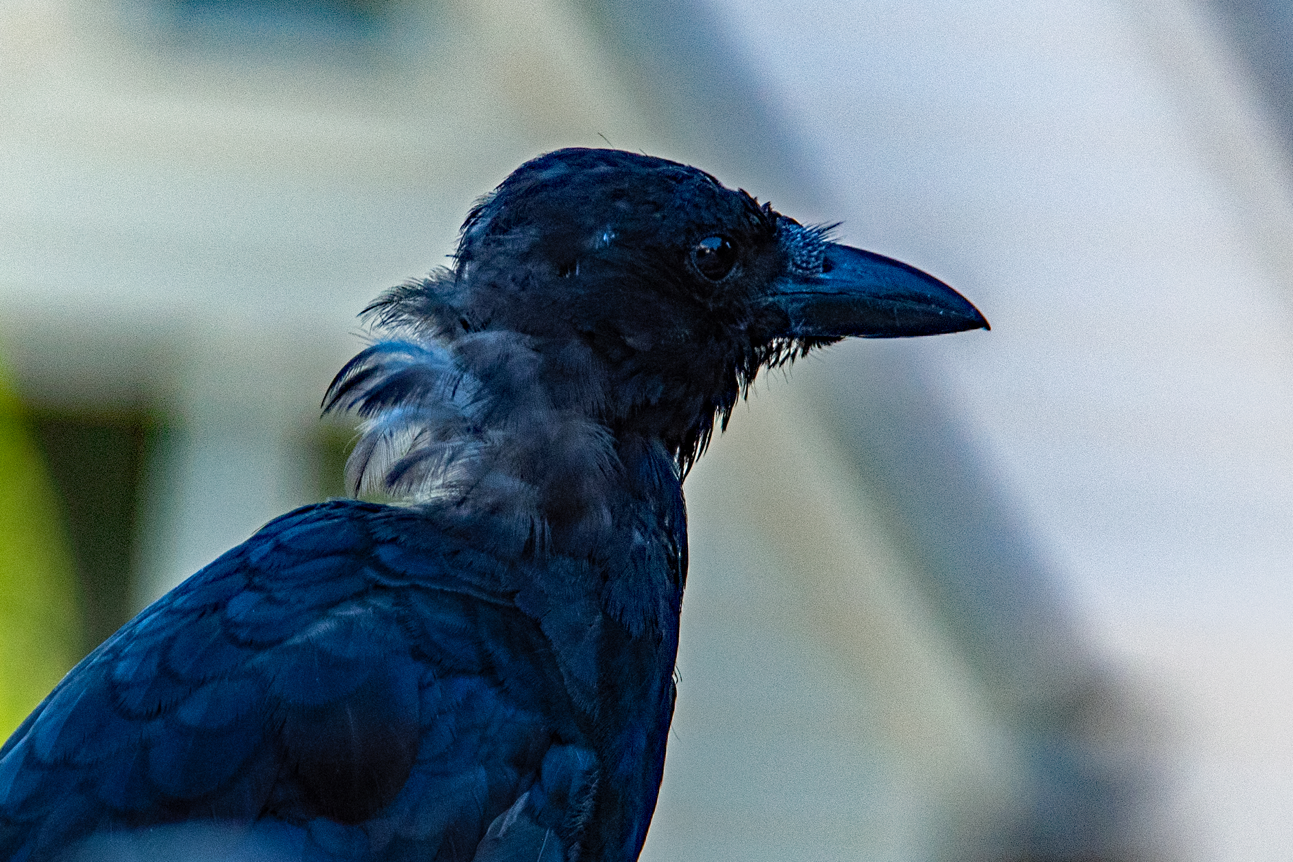 Black Crows and Dark-eyed Juncos
