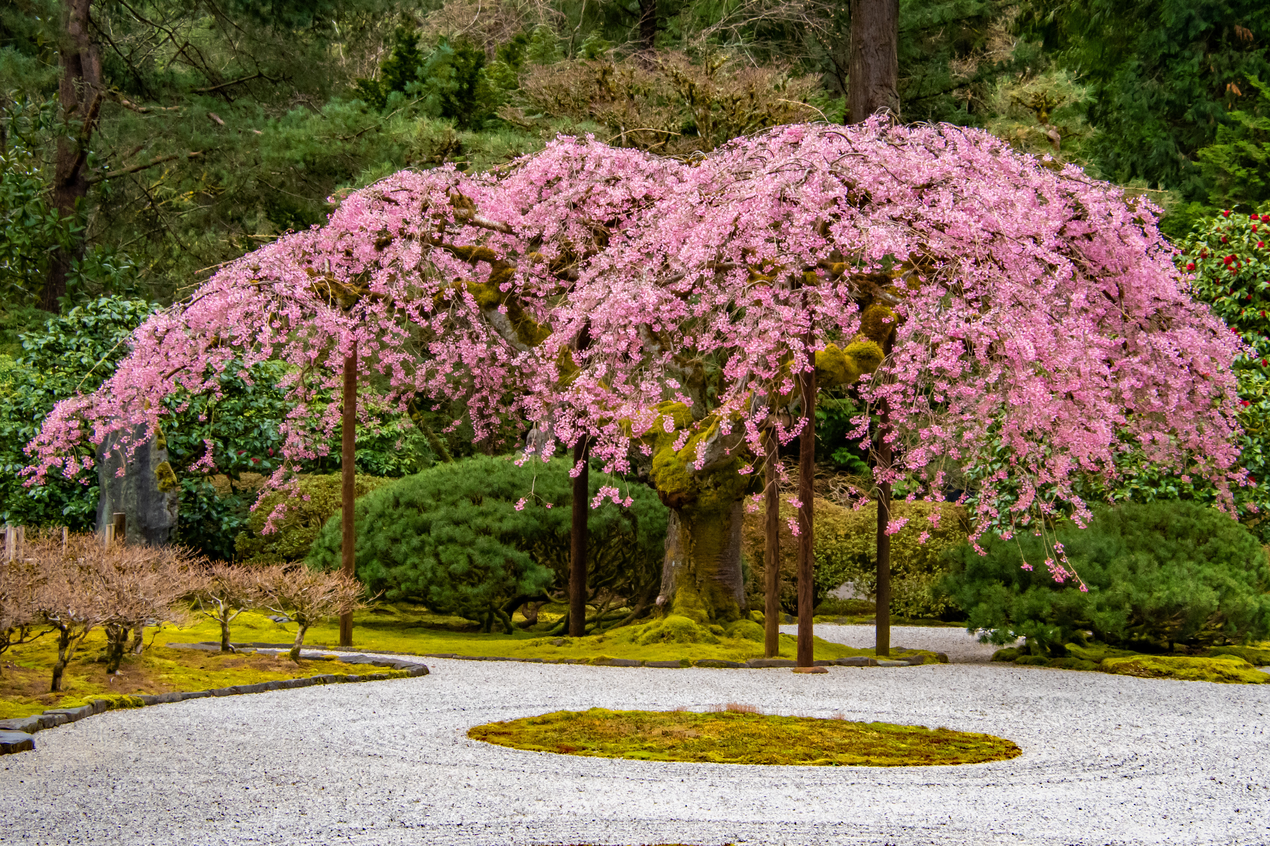 Cherry Blossoms at the Portland Japanese Gardens