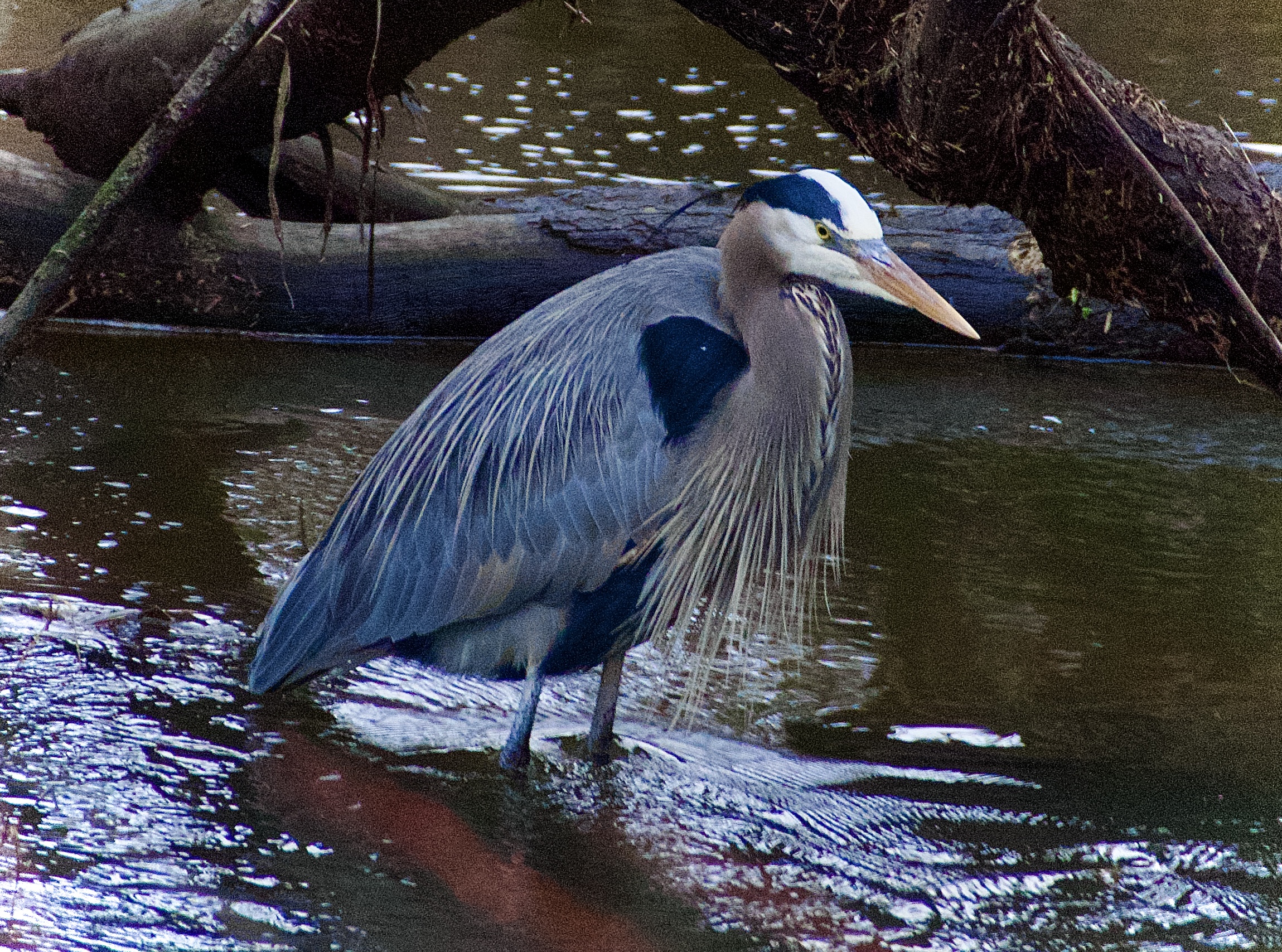 Great Blue Herons and the First Wildflower of the Year