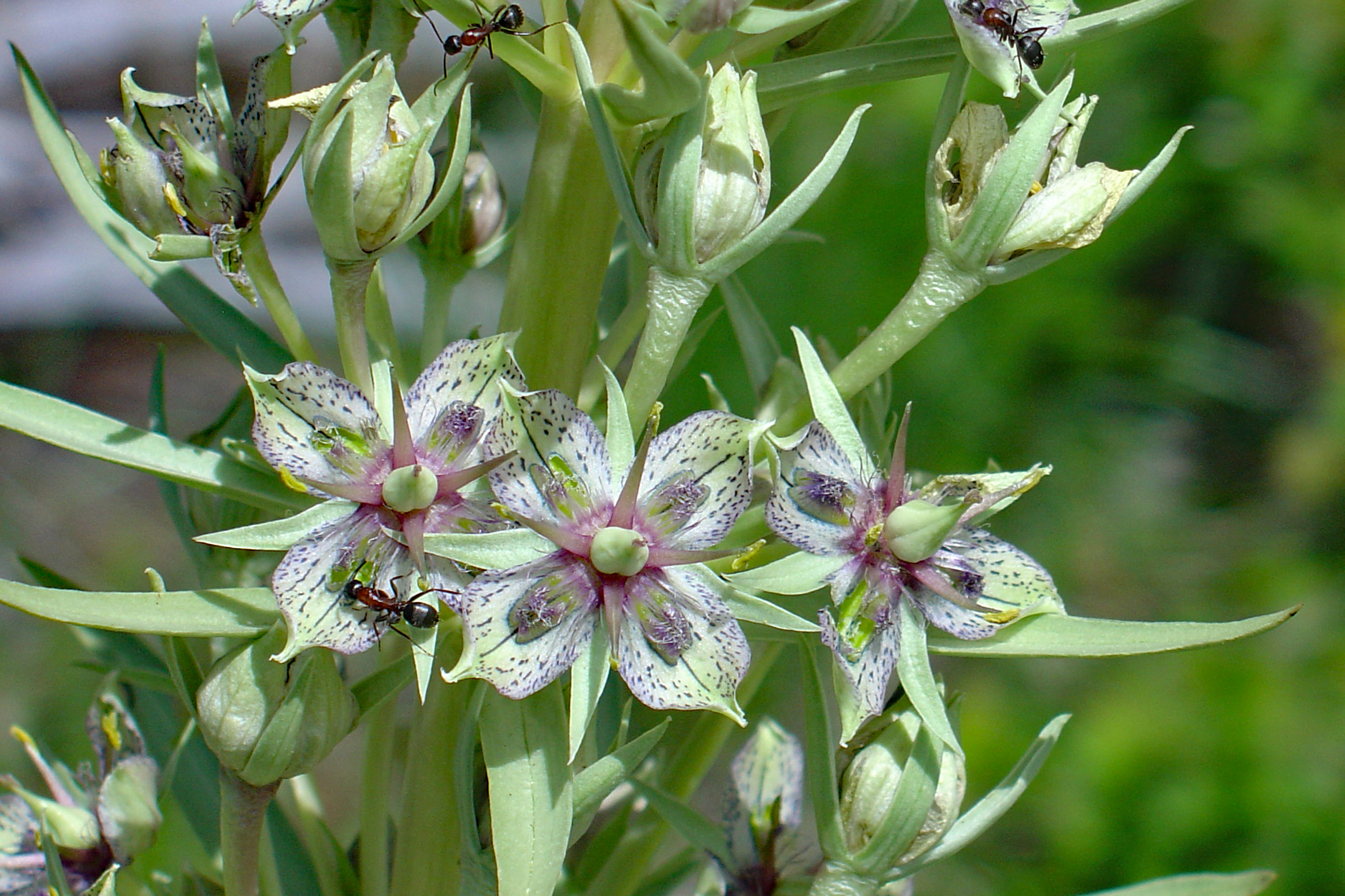 Prairie Smoke in the Wilderness