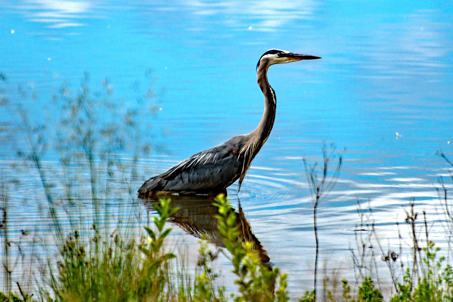 Enjoying the Sunshine and Wildlife at the Tualatin River NWR