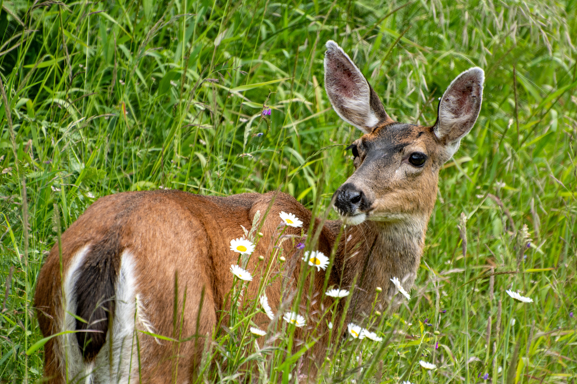 Summer Begins in the Tualatin Mountains