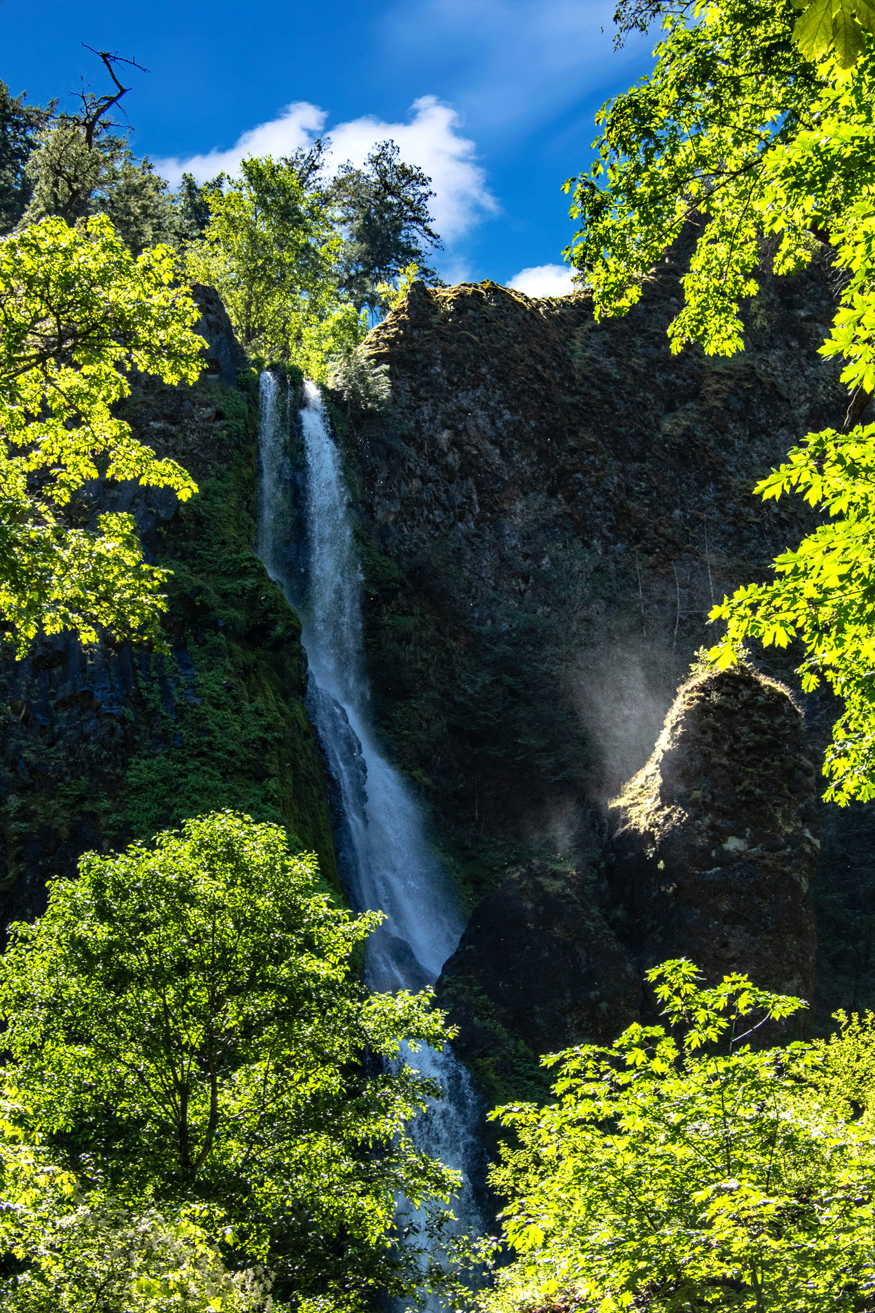 Lorquin’s Admiral and 227-foot Starvation Creek Falls