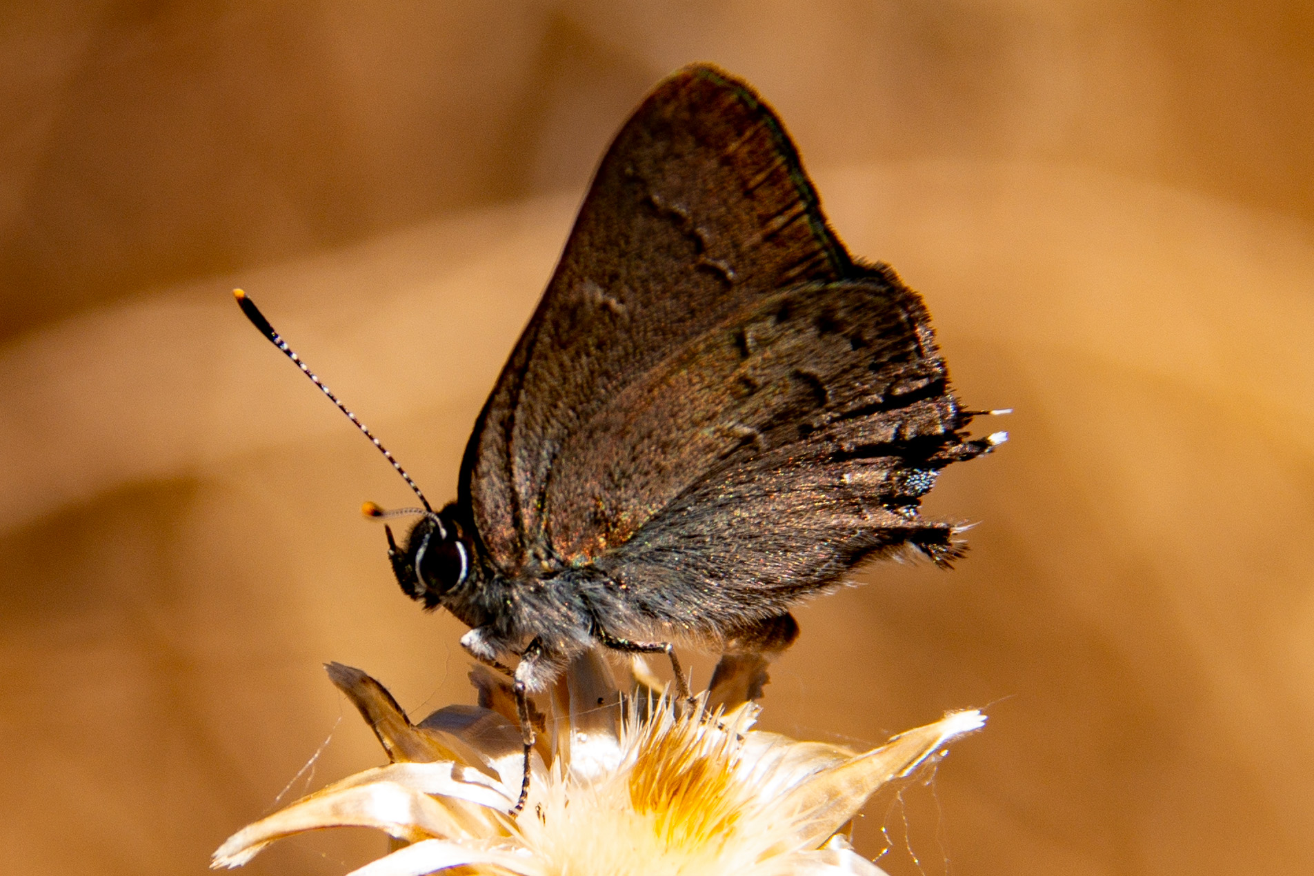 Hedgerow Hairstreak, Memaloose and More