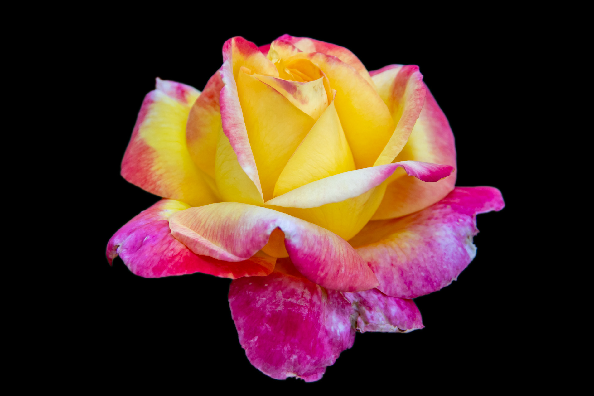 Early Summer at the Oregon Rose Garden