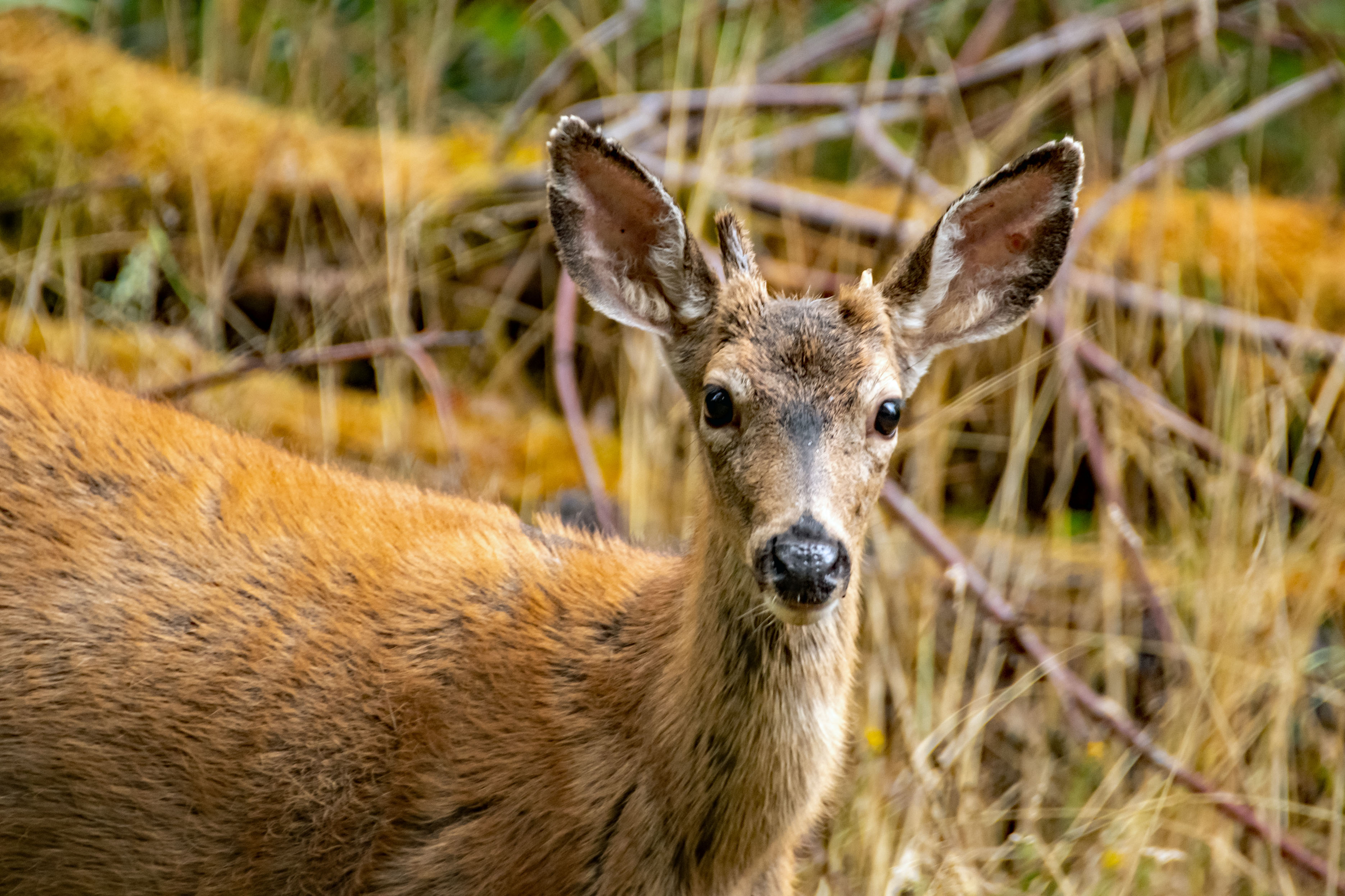 Blacktail Deer