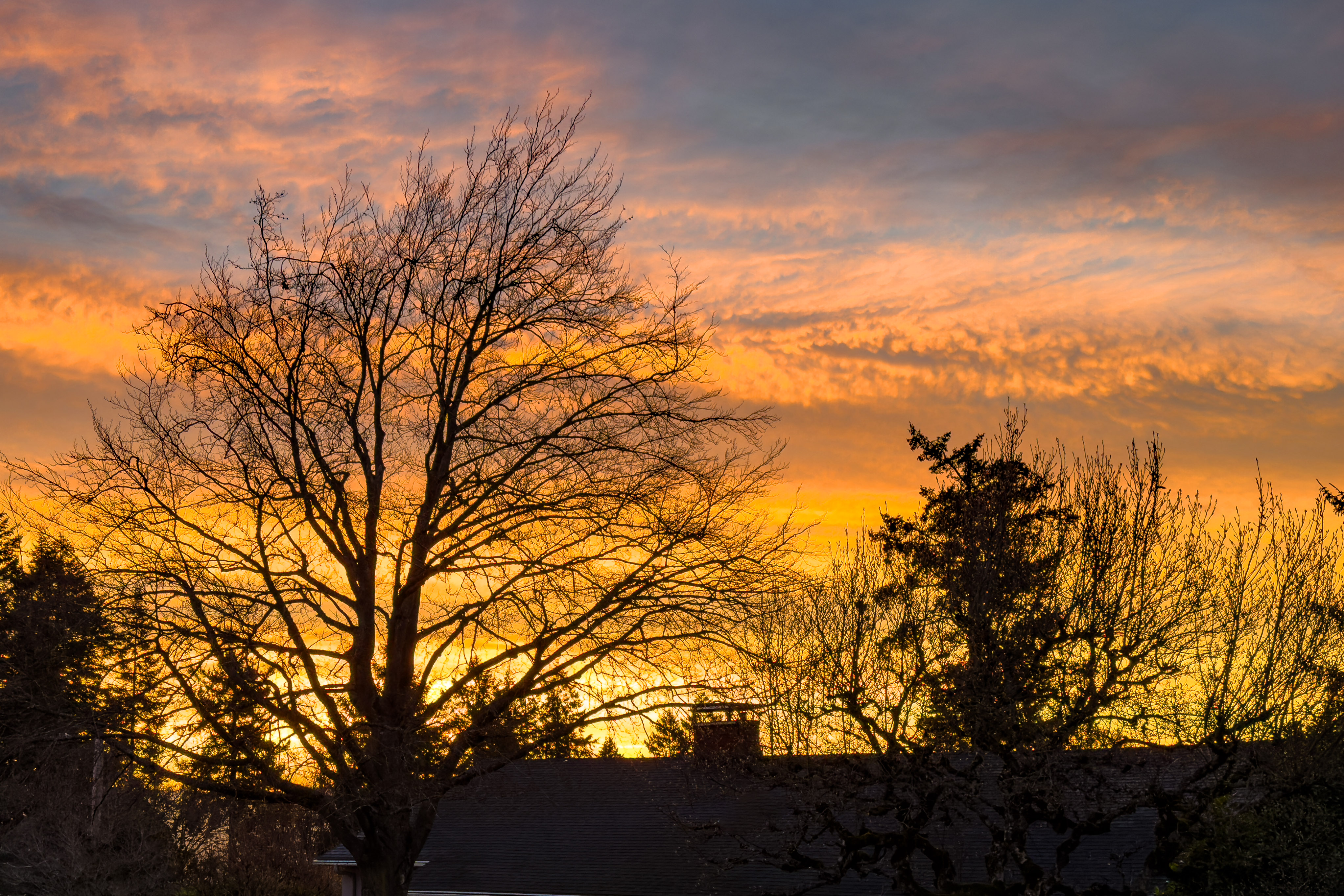 Late Fall in Northwest Oregon