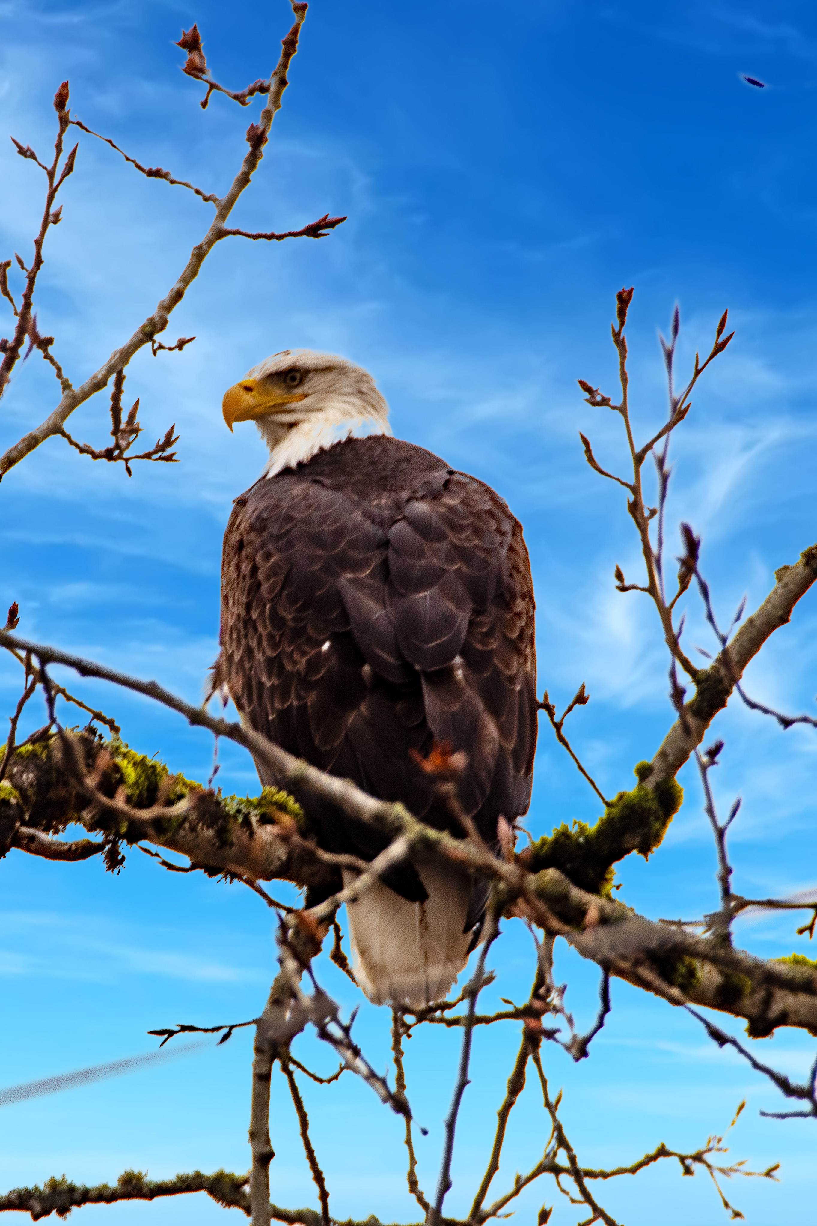 Winter Visit to a Large Ait