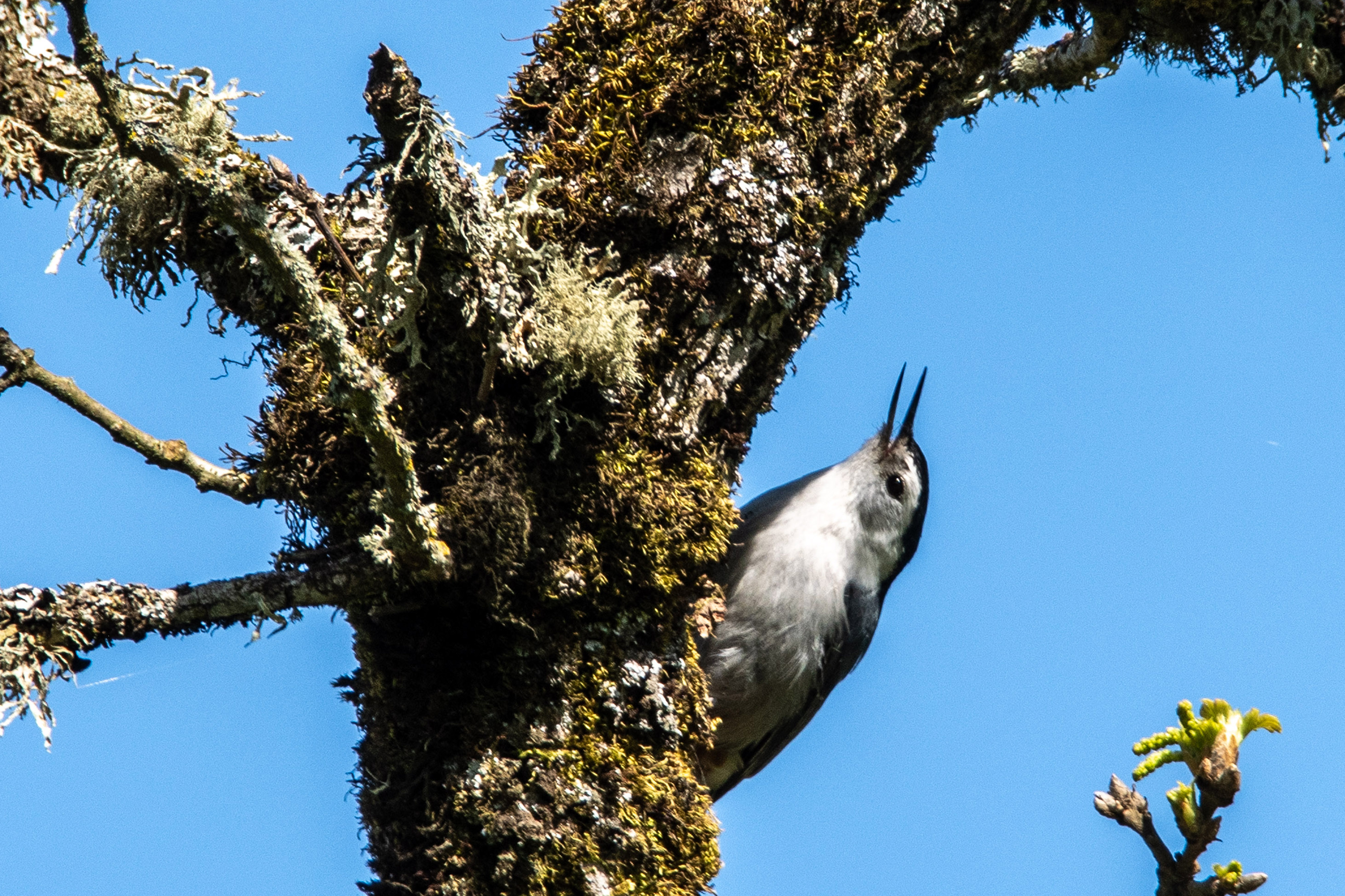 Sauvie Island White-breasted Nuthatch
