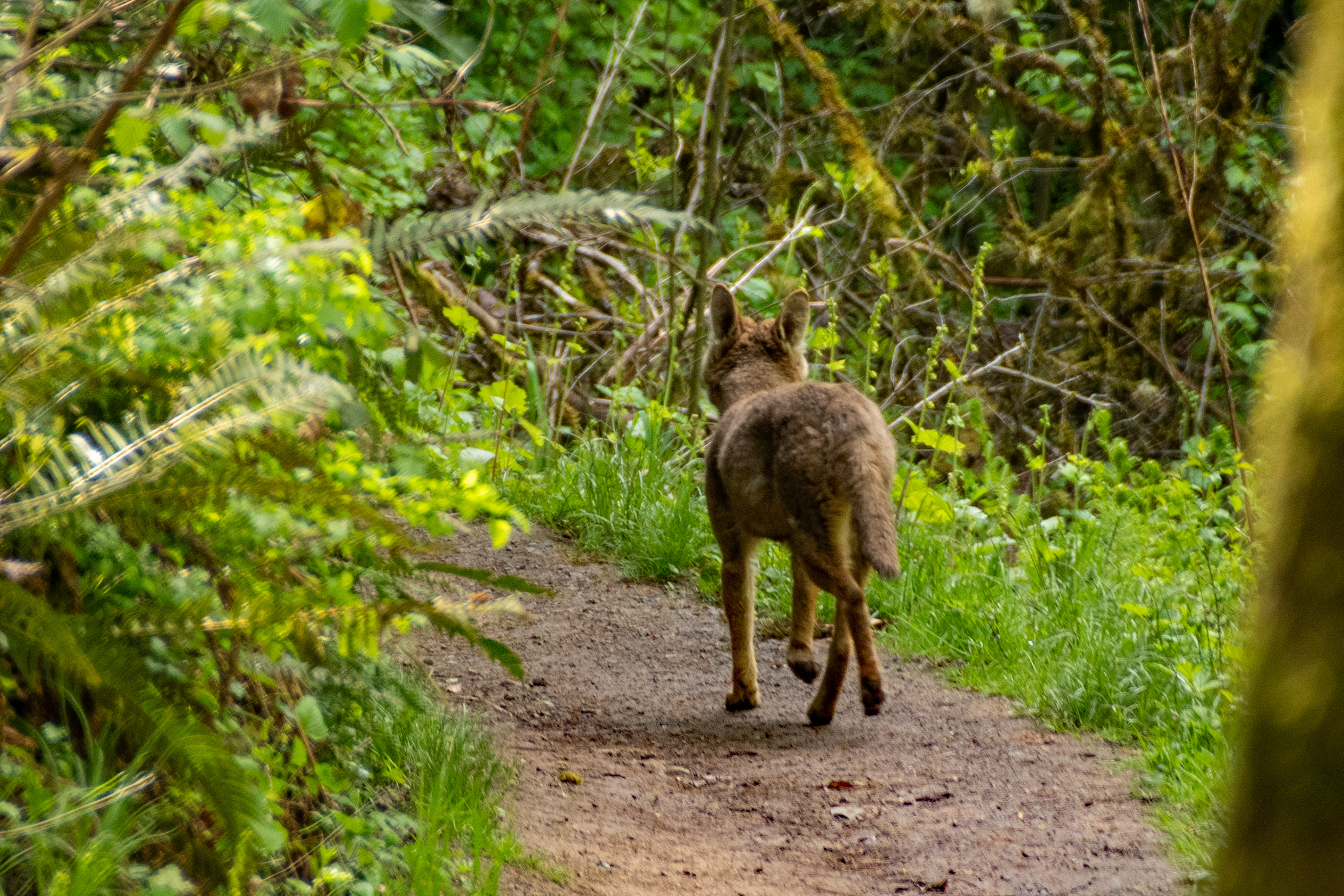Urban Coyotes in Portland Heights