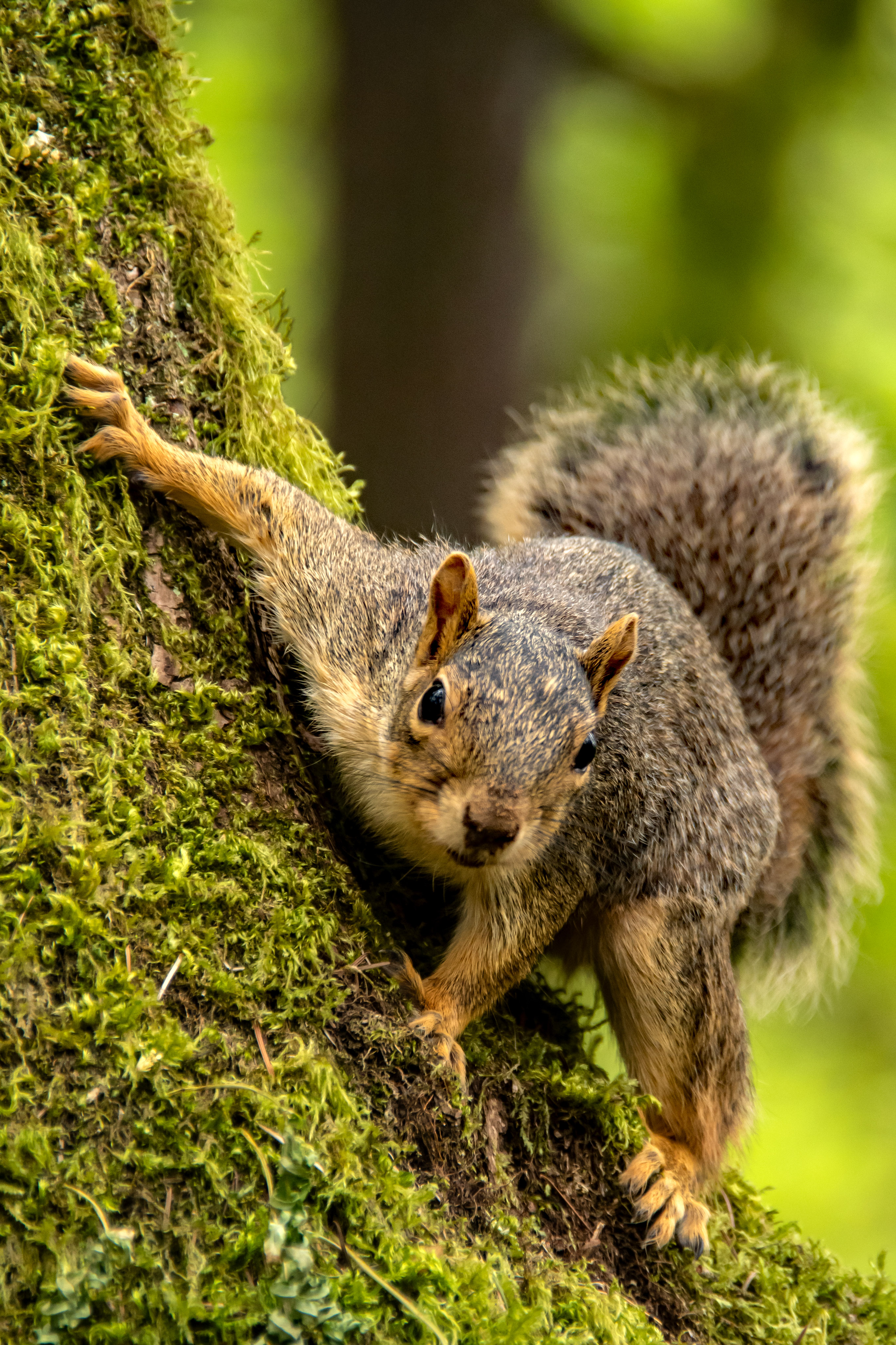 Fiesty Squirrels in the West Hills