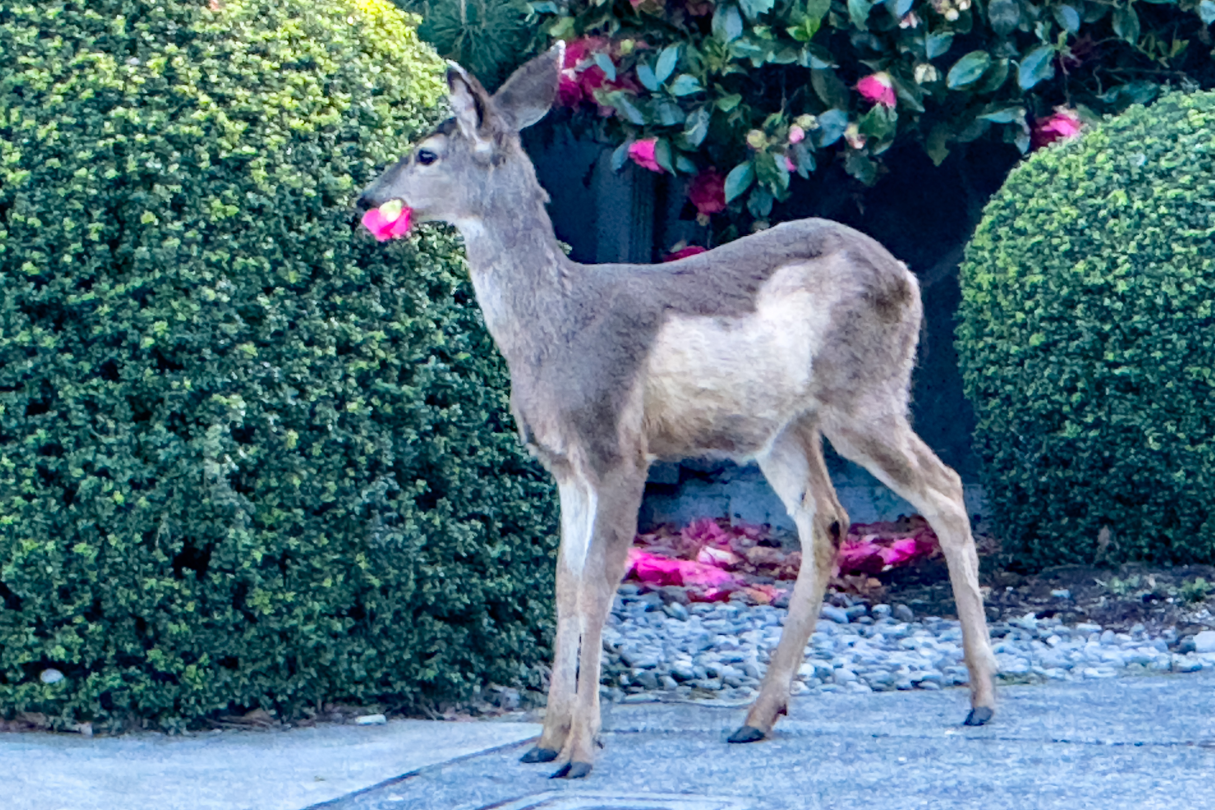 Urban Blacktails and Cottontails in the West Hills