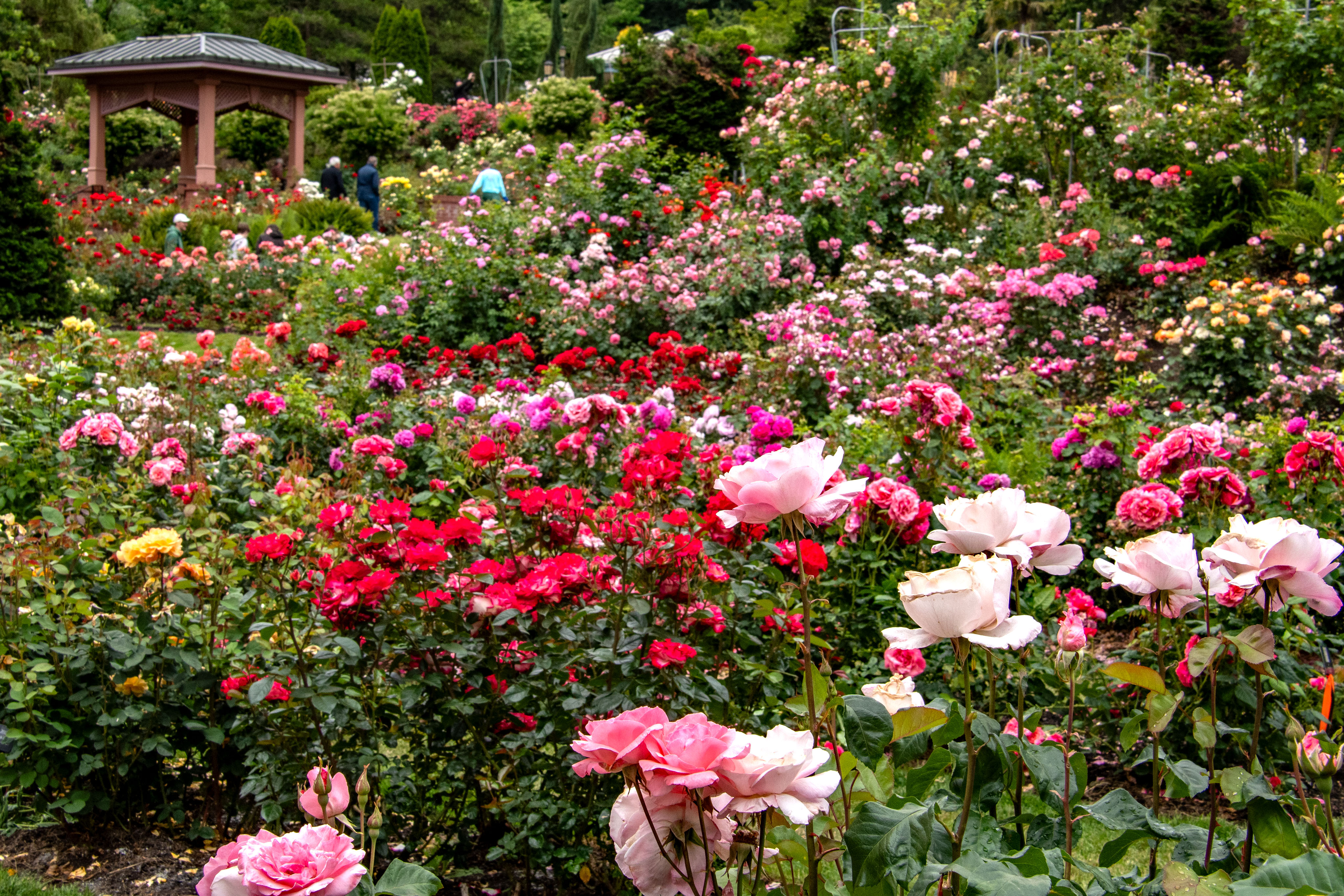 Late Sping at the Portland’s International Rose Garden