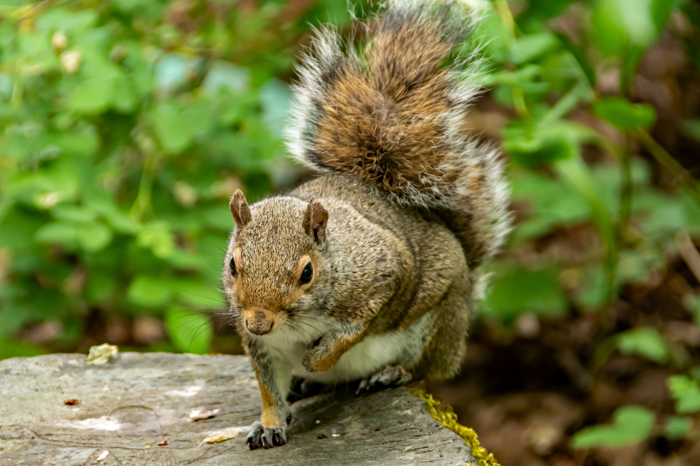 Summertime at the Tualatin Hills Nature Park