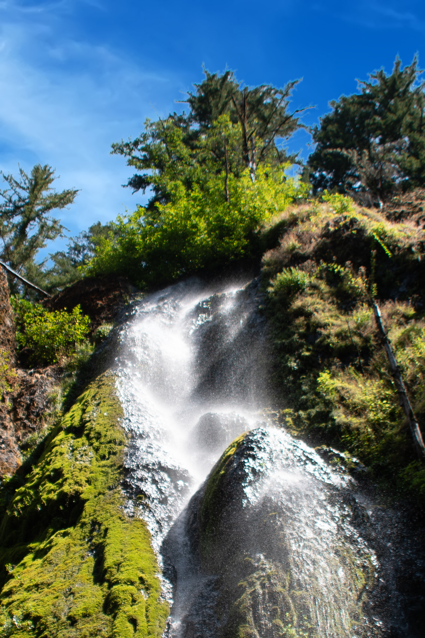 Wildfire Recovery in the Mark O. Hatfield Wilderness