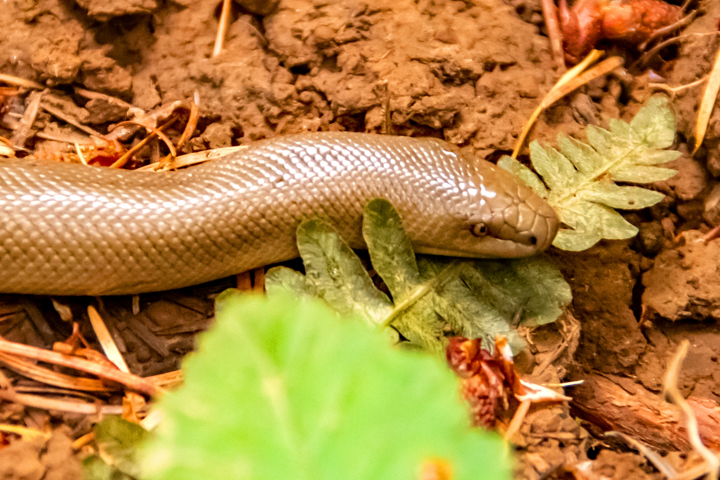 A Rubber Boa Snake in the Oregon Coastal Mountains?