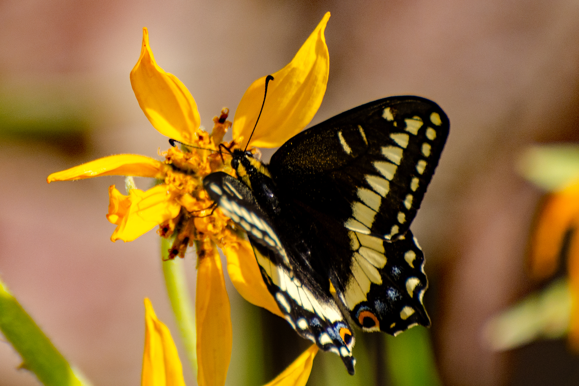 A Deschutes River Outing