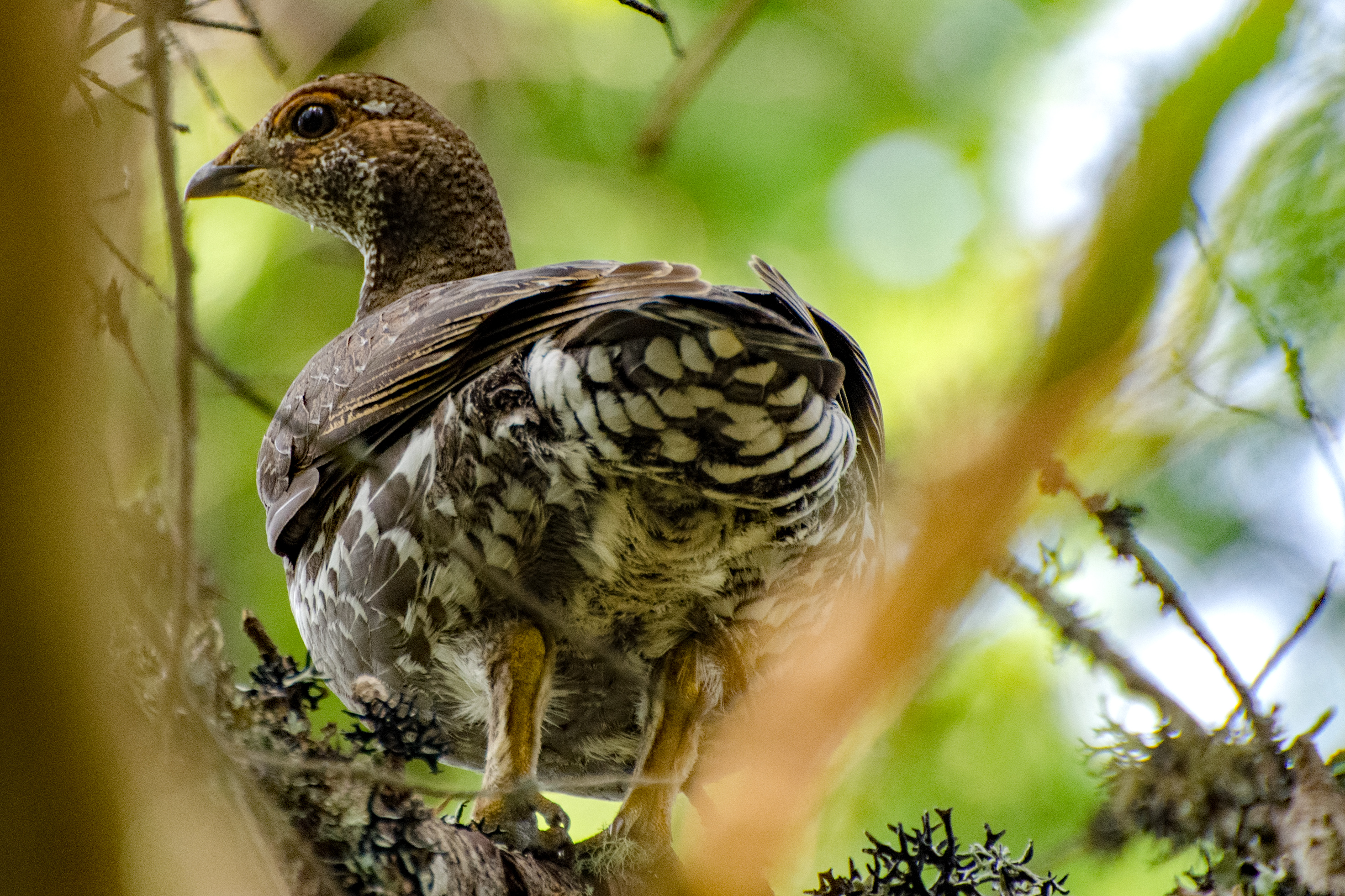 A Challenging Hike up Hunchback Mountain to the Grand Pyramid