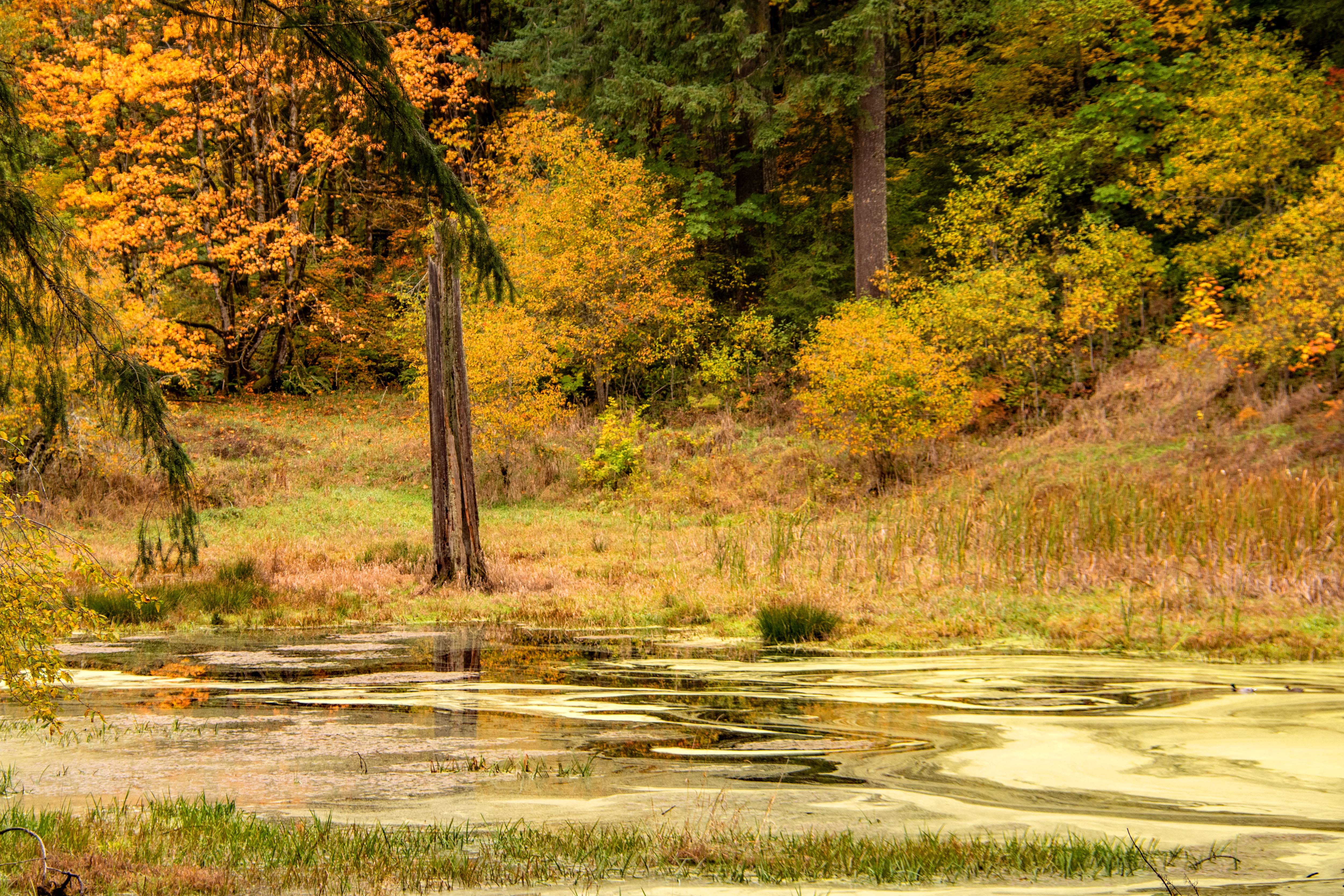 Early November in the Pacific Northwest