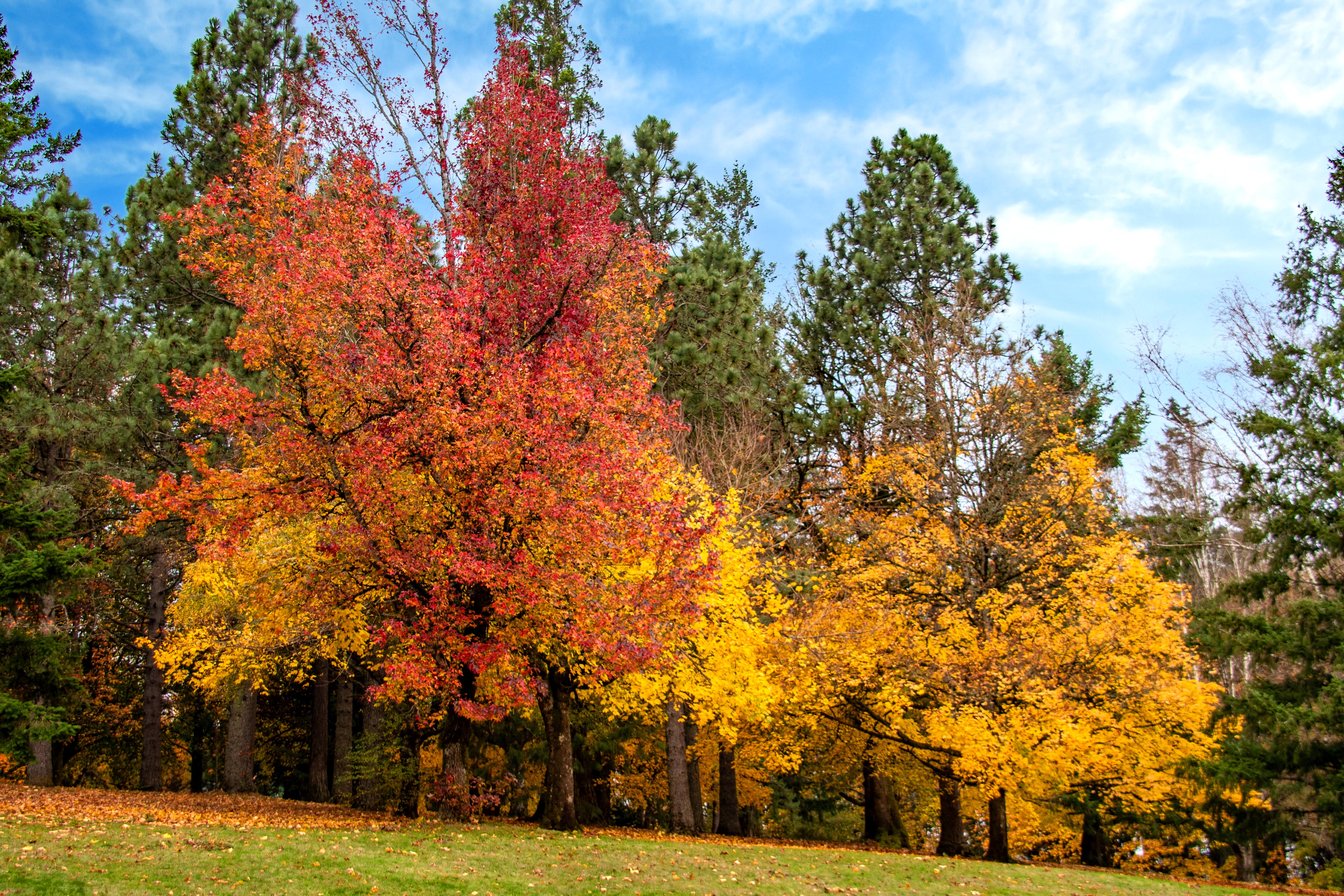 Autumn in Northwest Oregon