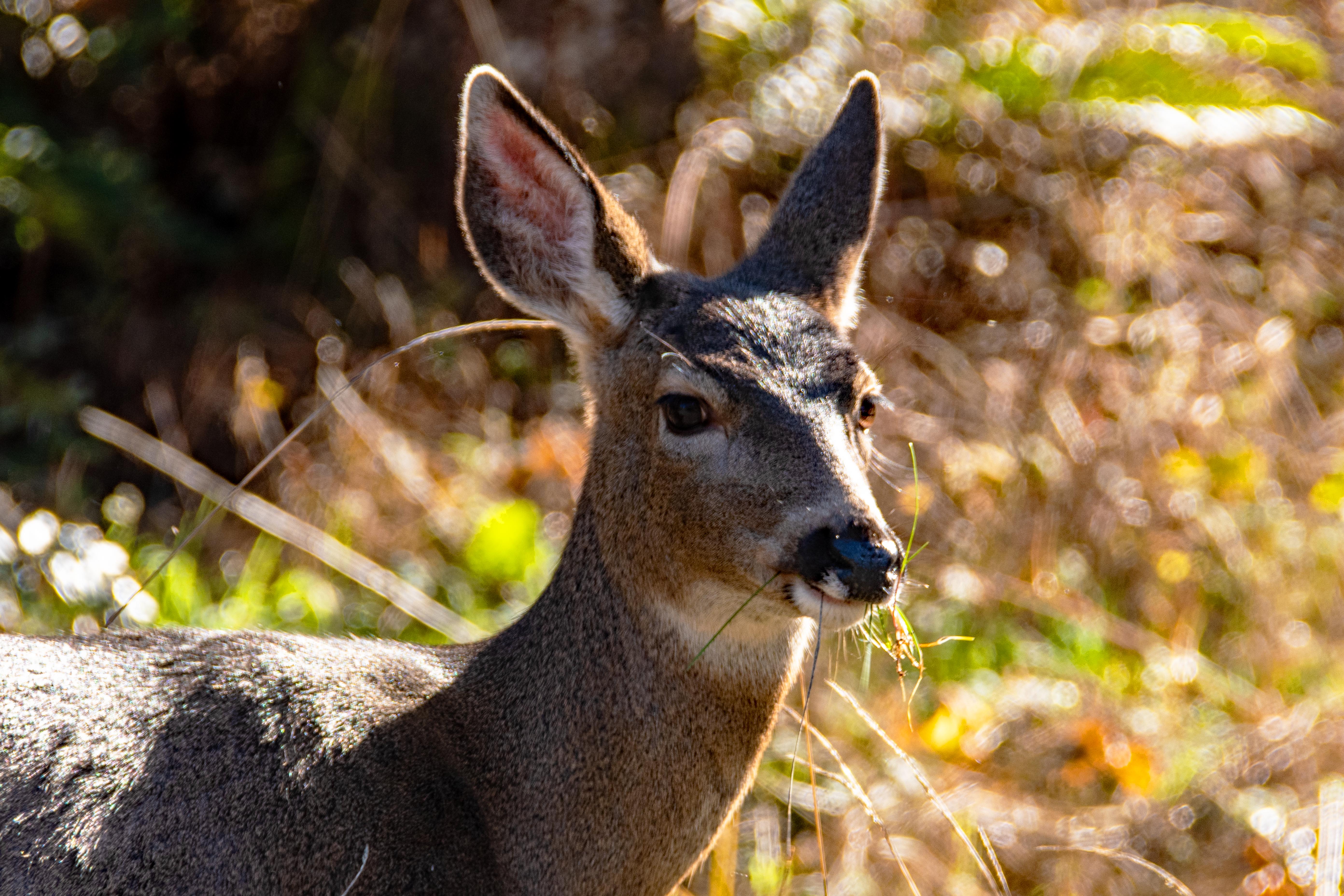 Early Signs of Winter in Northwest Oregon