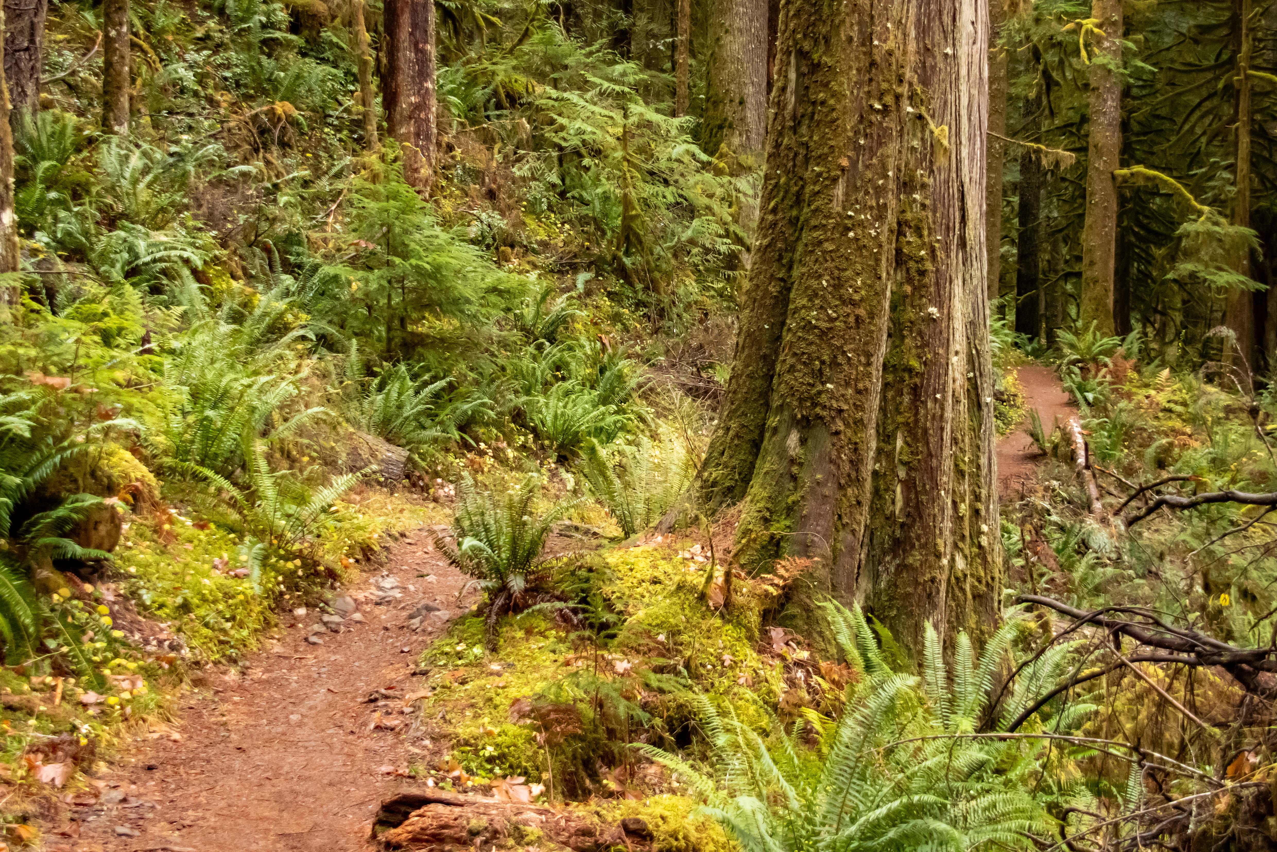 Lush Old-growth Forest along the Salmon River