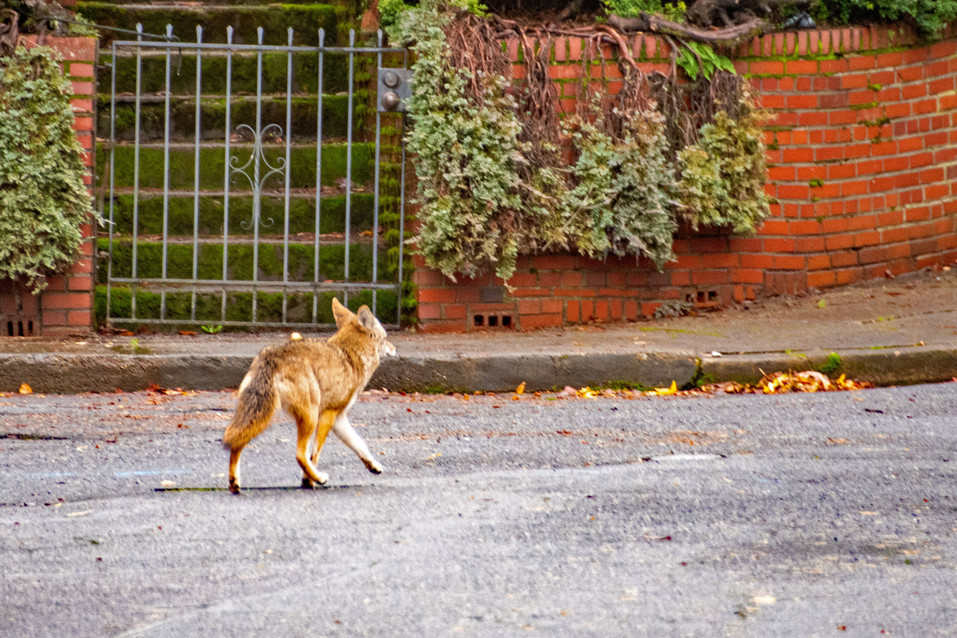 From Urban Coyotes to Roosevelt Elk
