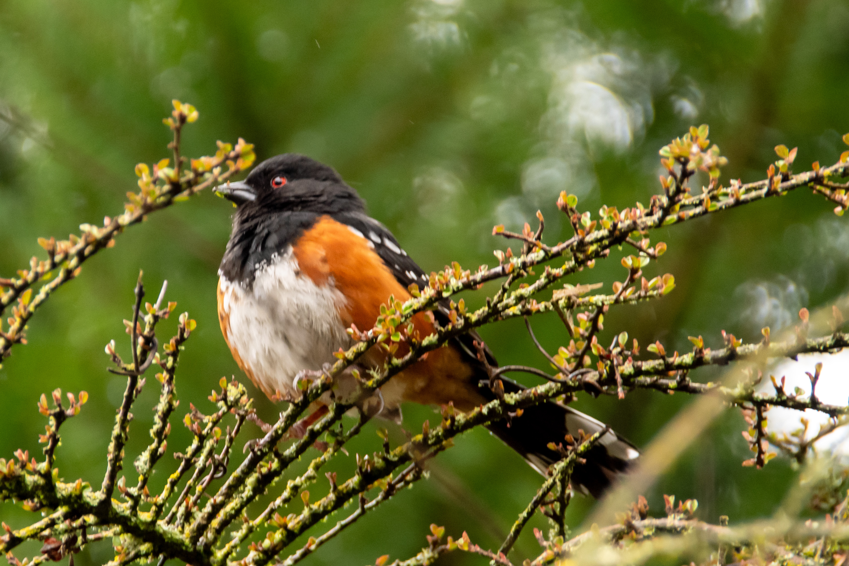Early March in the Pacific Northwest