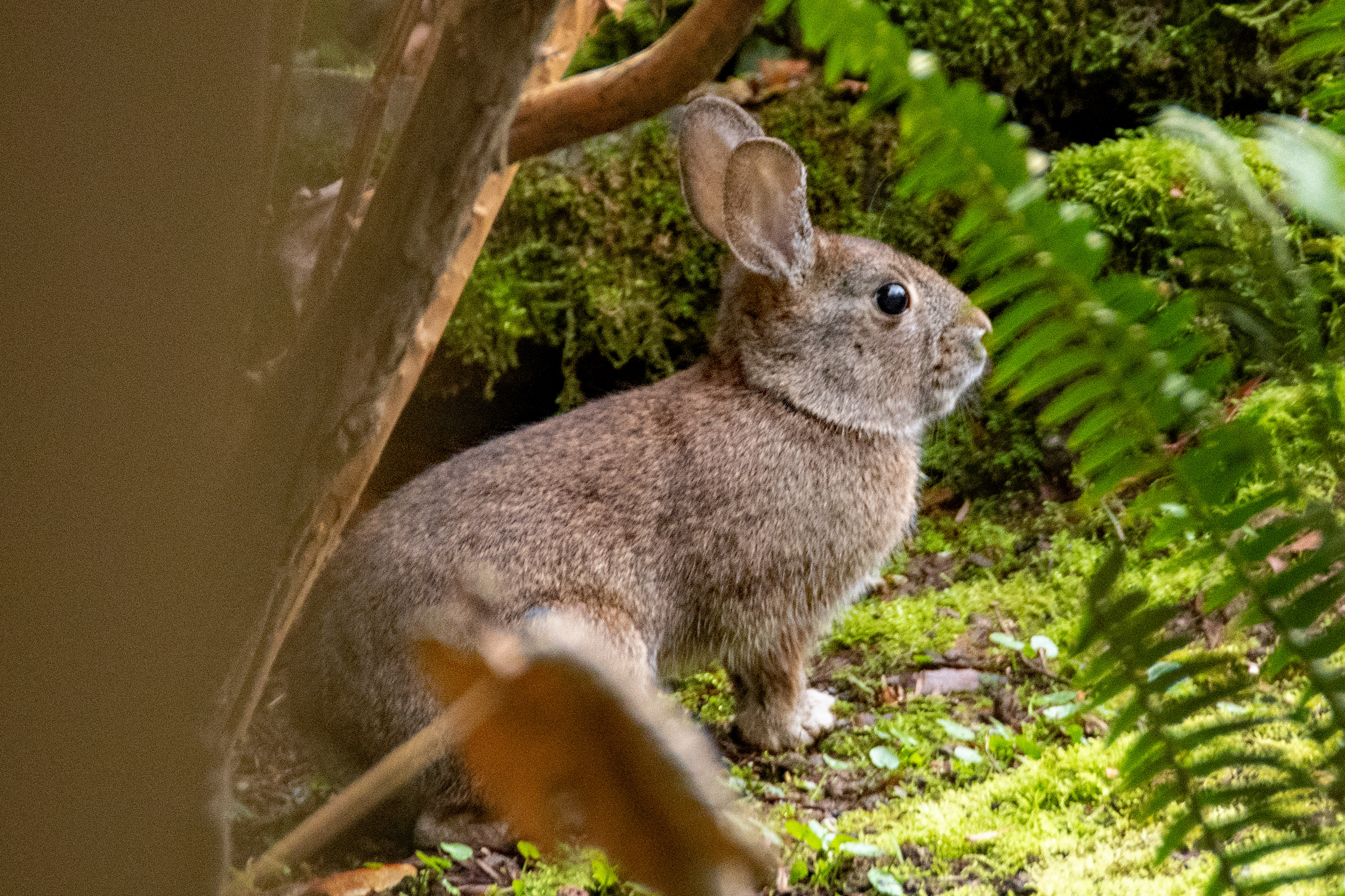 Mid-March in the Pacific Northwest