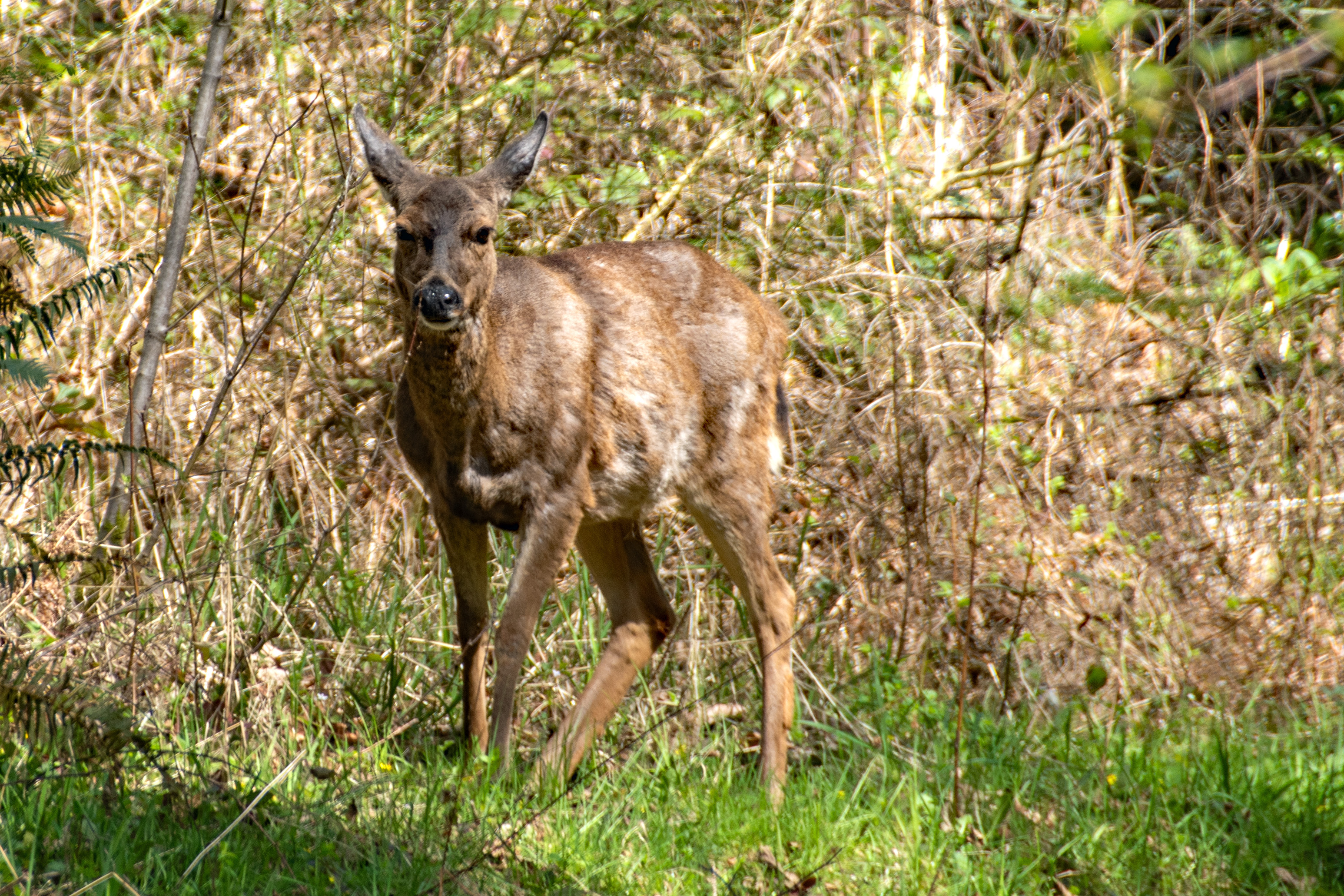Blacktail and Boomscooter too