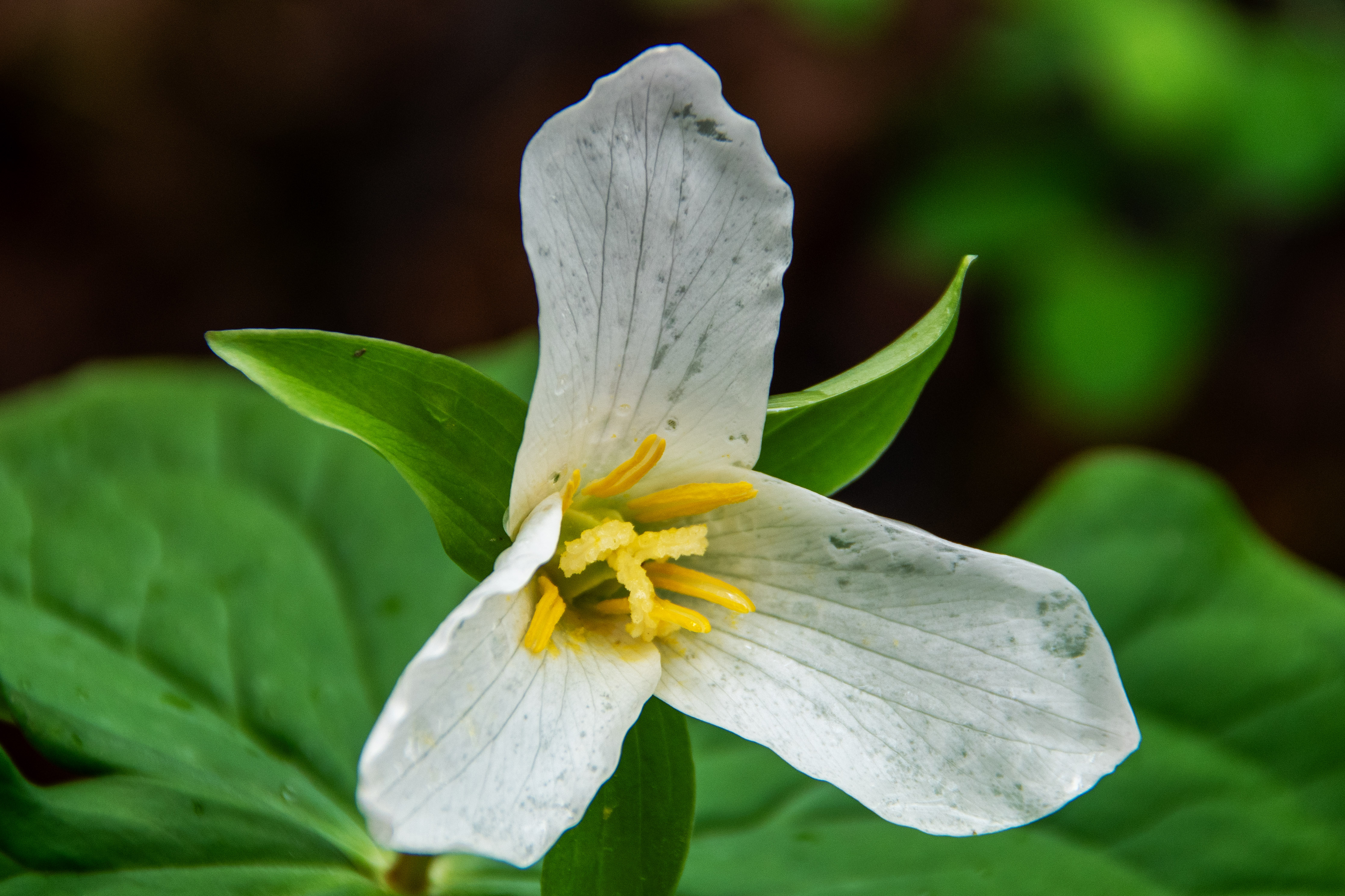 Springtime Flowers Blooming in the West Hills