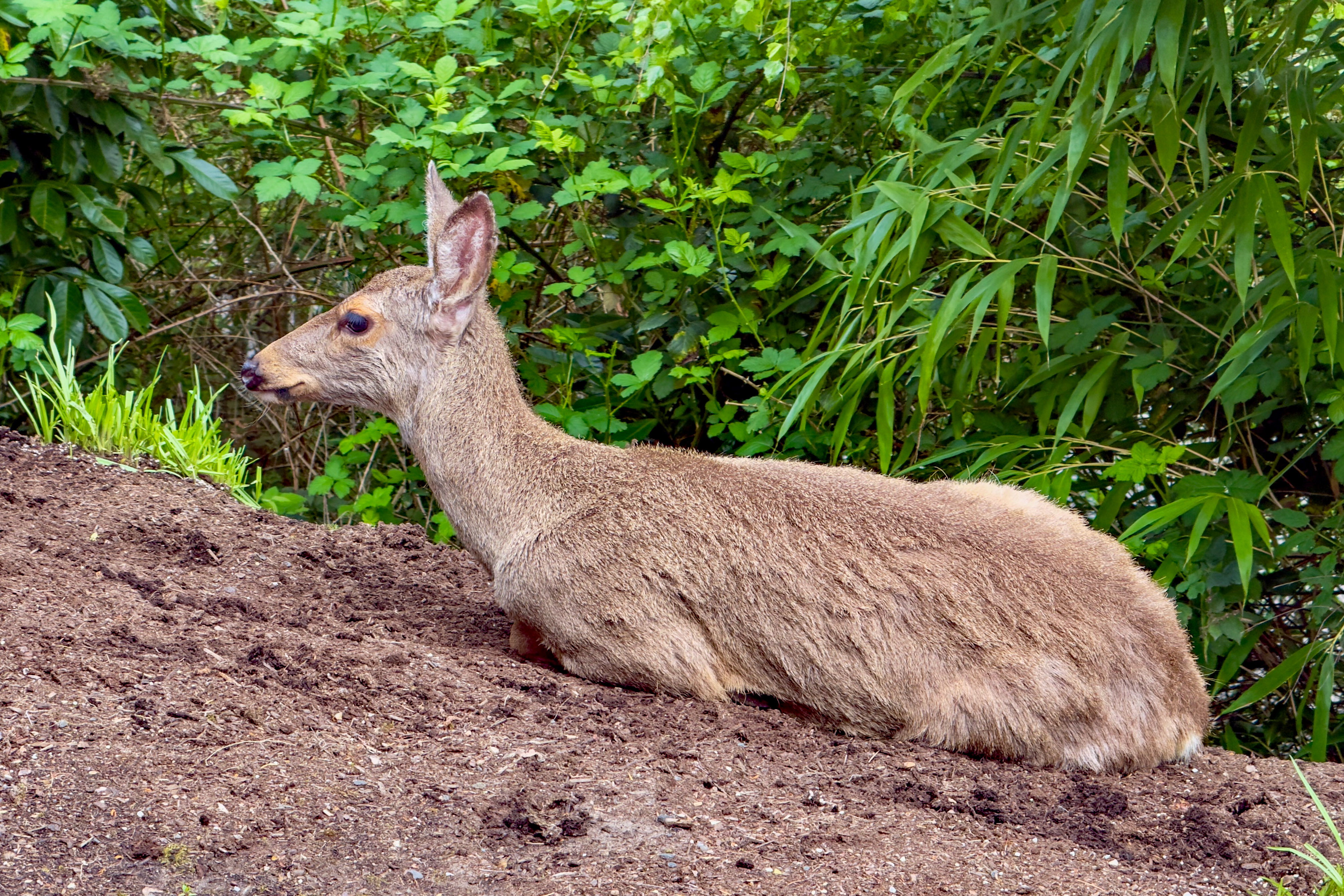 Urban Wildlife in the West Hills