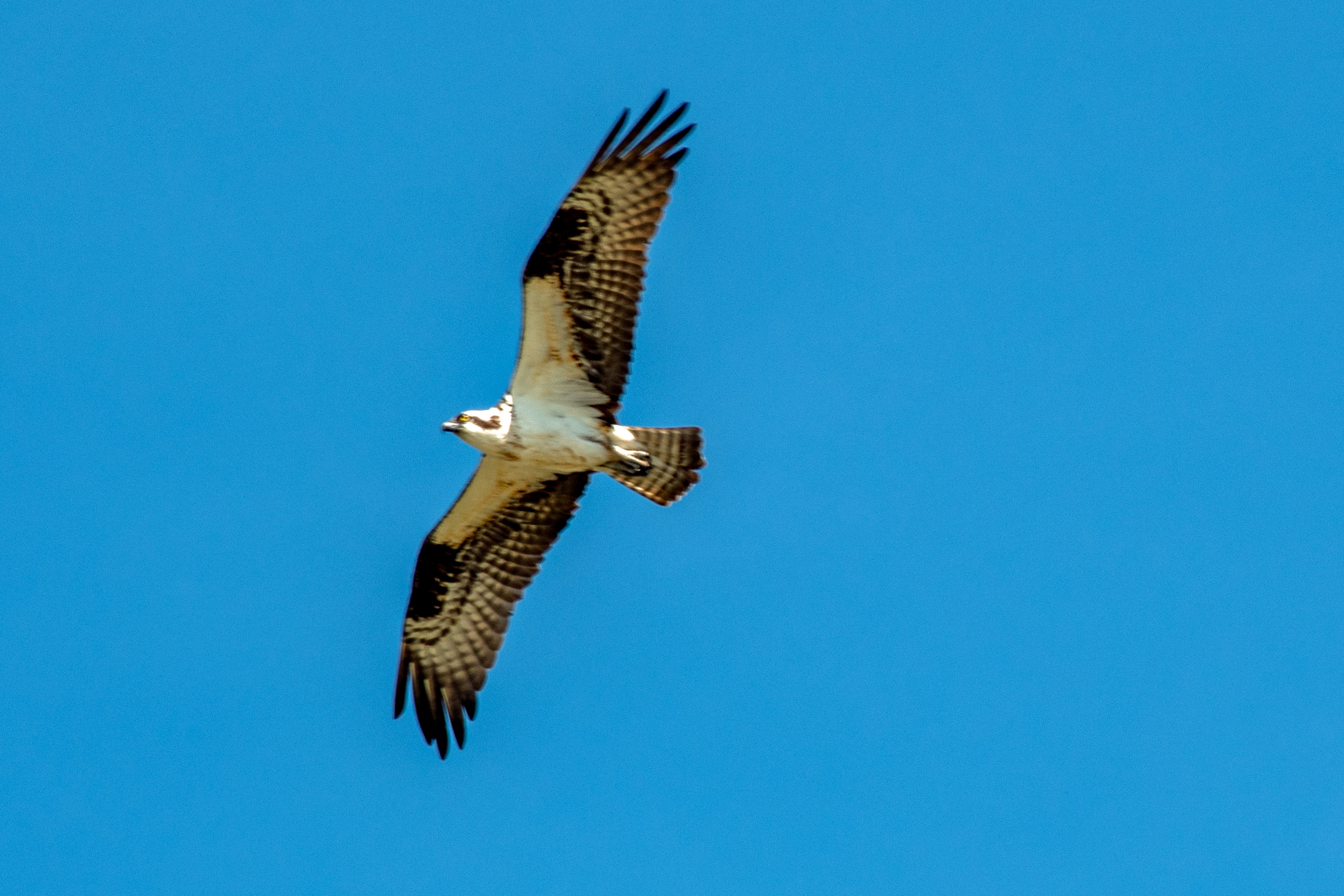 Enjoying the Wild BIrds at the Tualatin River NWR