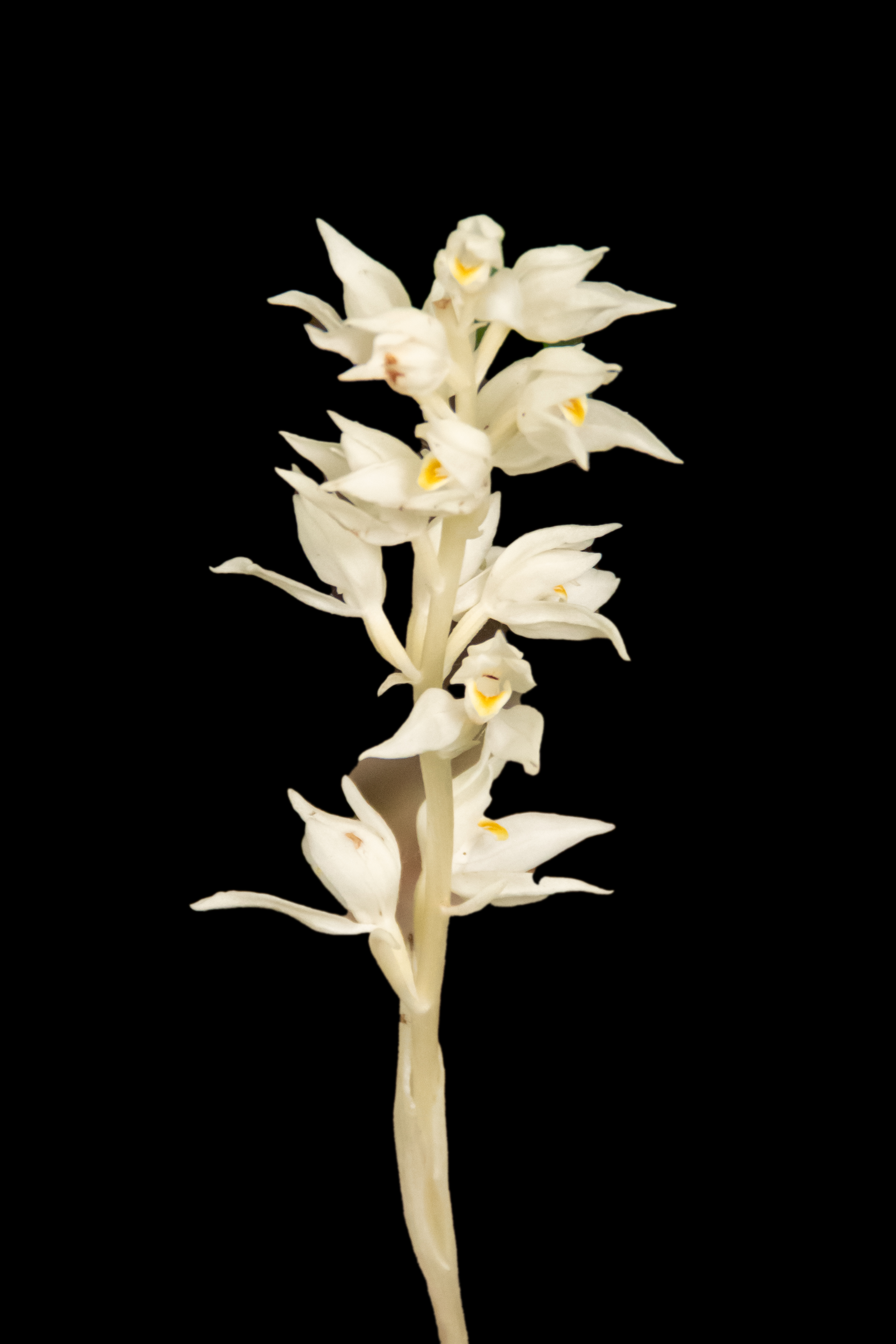 A Wild Orchid in the West Hills of Portland?
