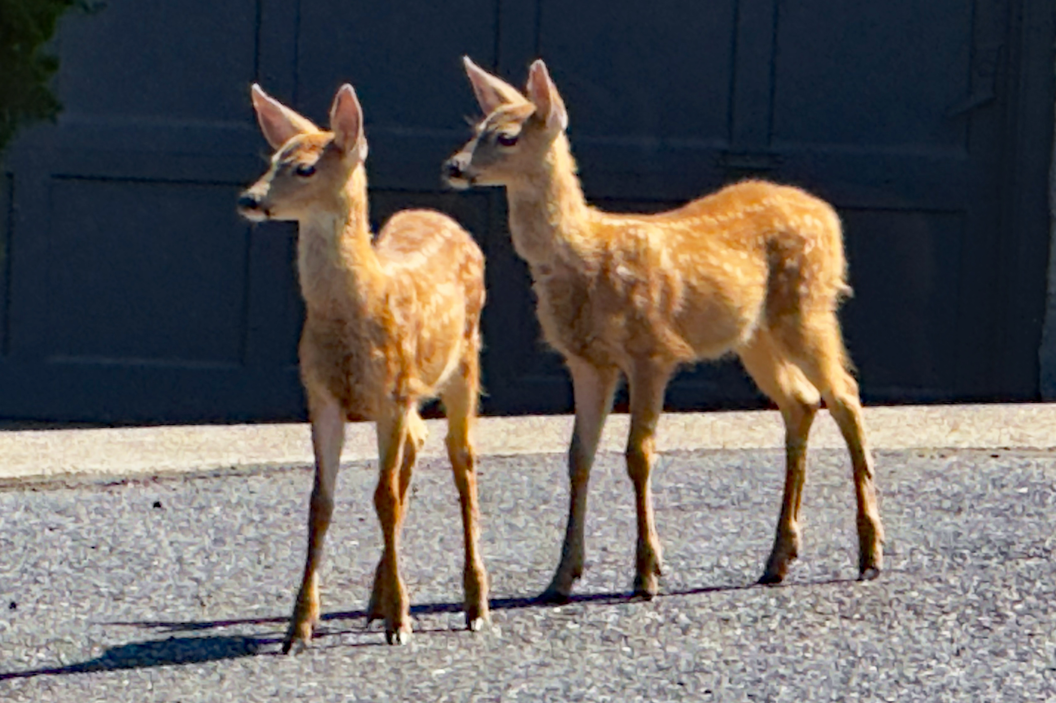 Urban Wildlife in Northwest Oregon