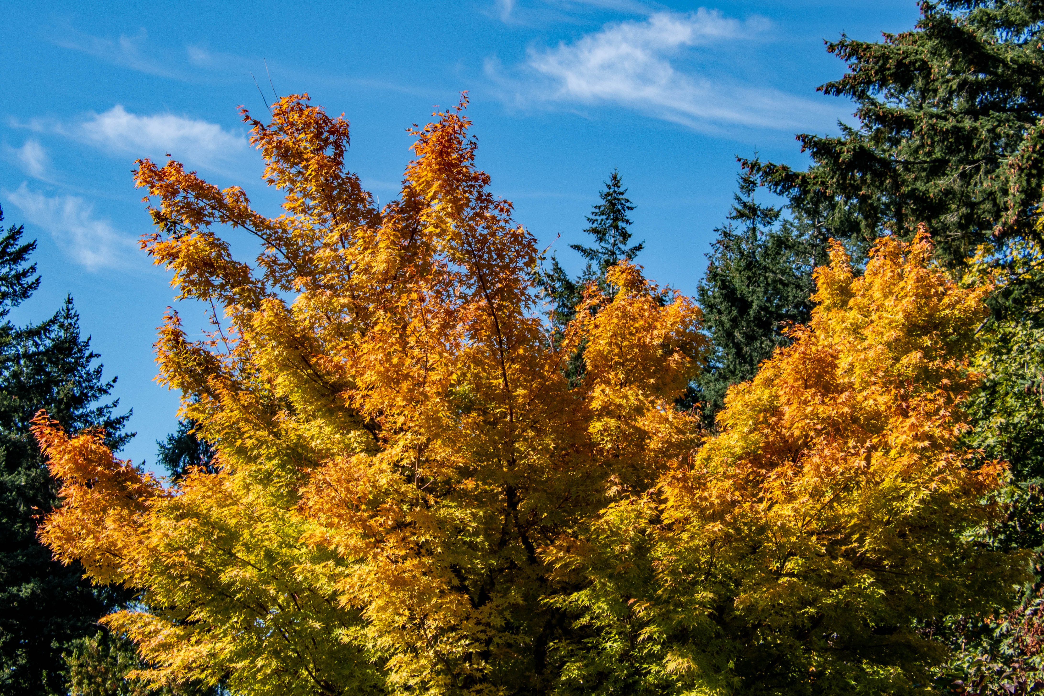Early Autumn in West Portland